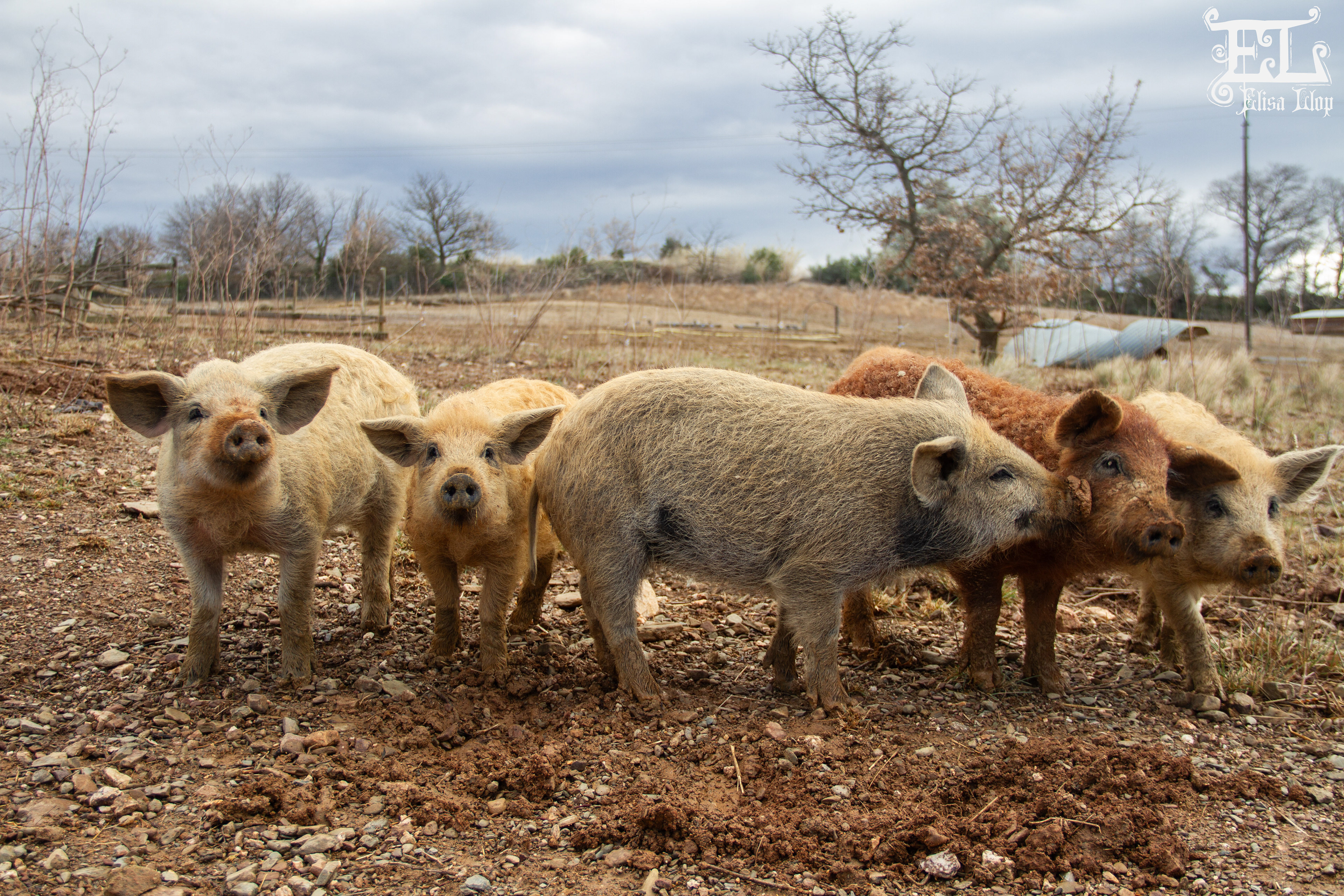 Ferme Pujol, éleveurs de cochons fermiers laineux de la race Mangalica, février 2024, PO