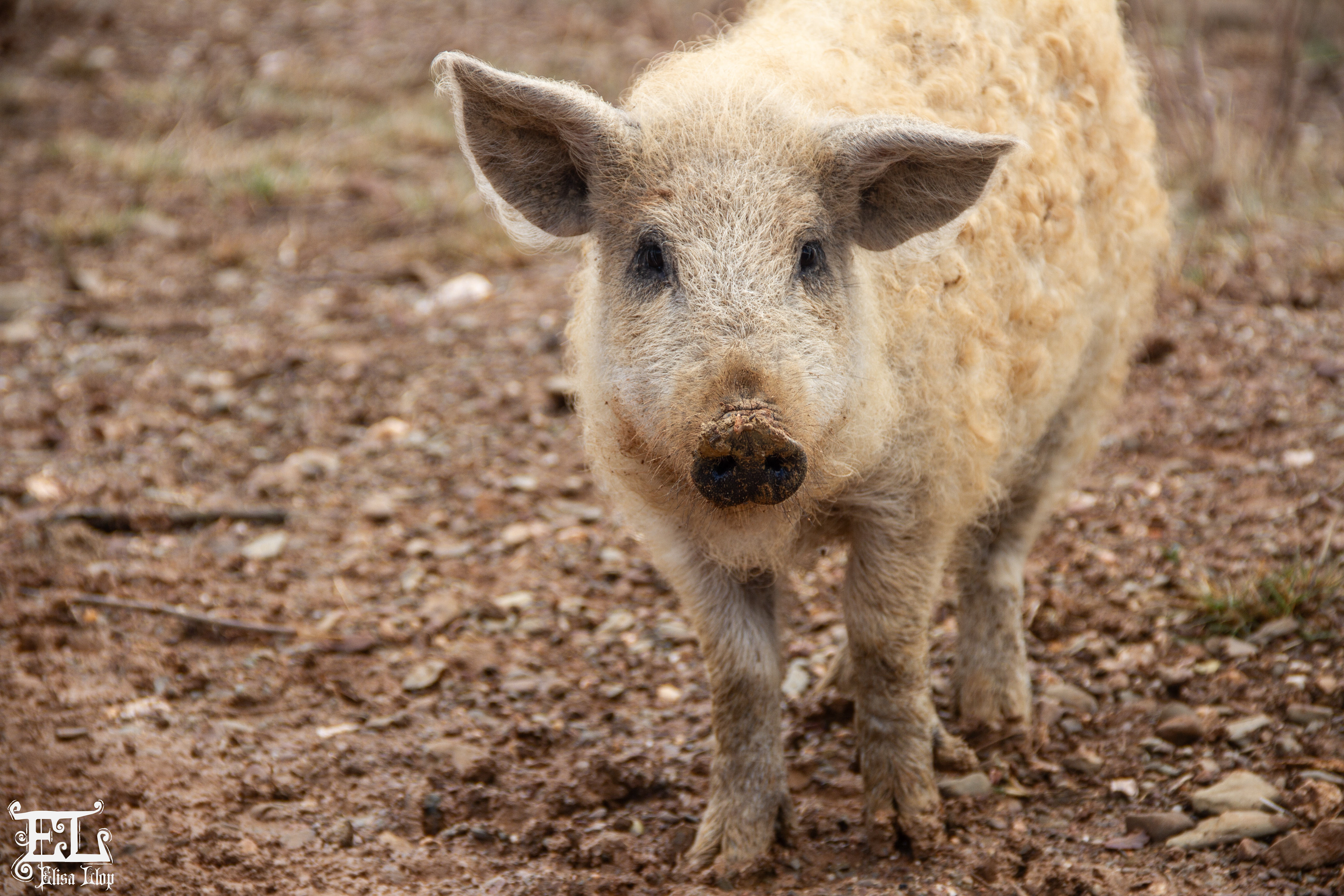 Ferme Pujol, éleveurs de cochons fermiers laineux de la race Mangalica, février 2024, PO