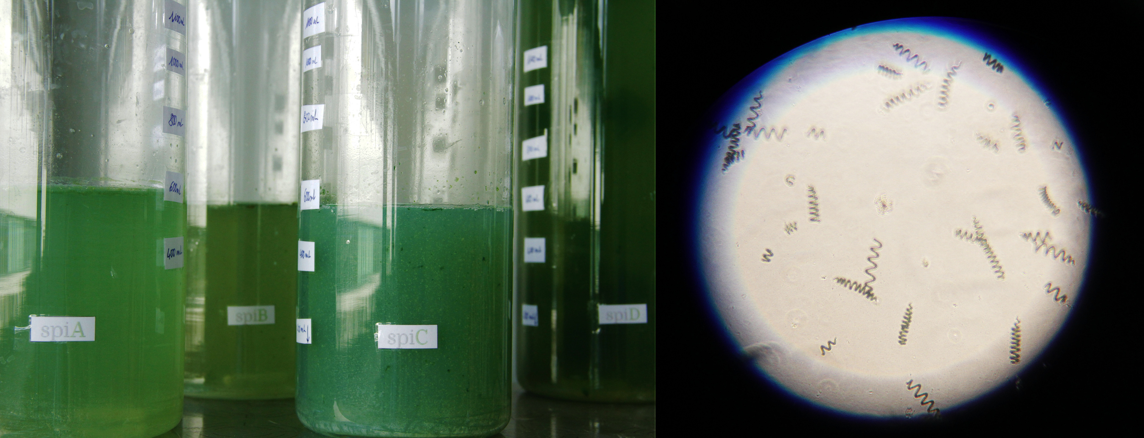 Orisae -  Spiruline observée au microscope. L'entreprise strasbourgeoise de kits d'aliments et boissons du futur, homemade, pour pour le corps et pour la planète. Parmi les kits phares, on retrouve notamment: kéfir, kombutcha... et pleins d'aliments surprises vous attendent!  Février 2020,  Strasbourg 