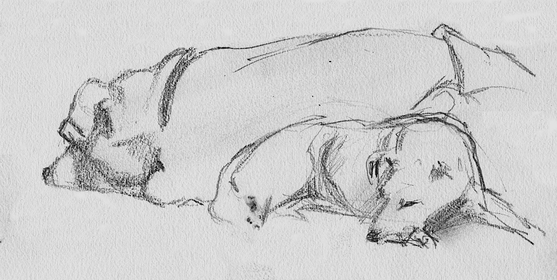sleeping dogs