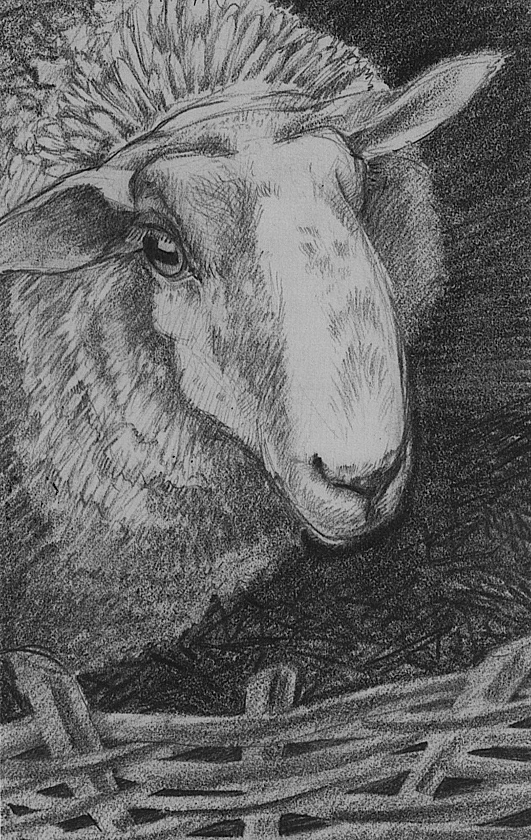 John's sheep, pencil