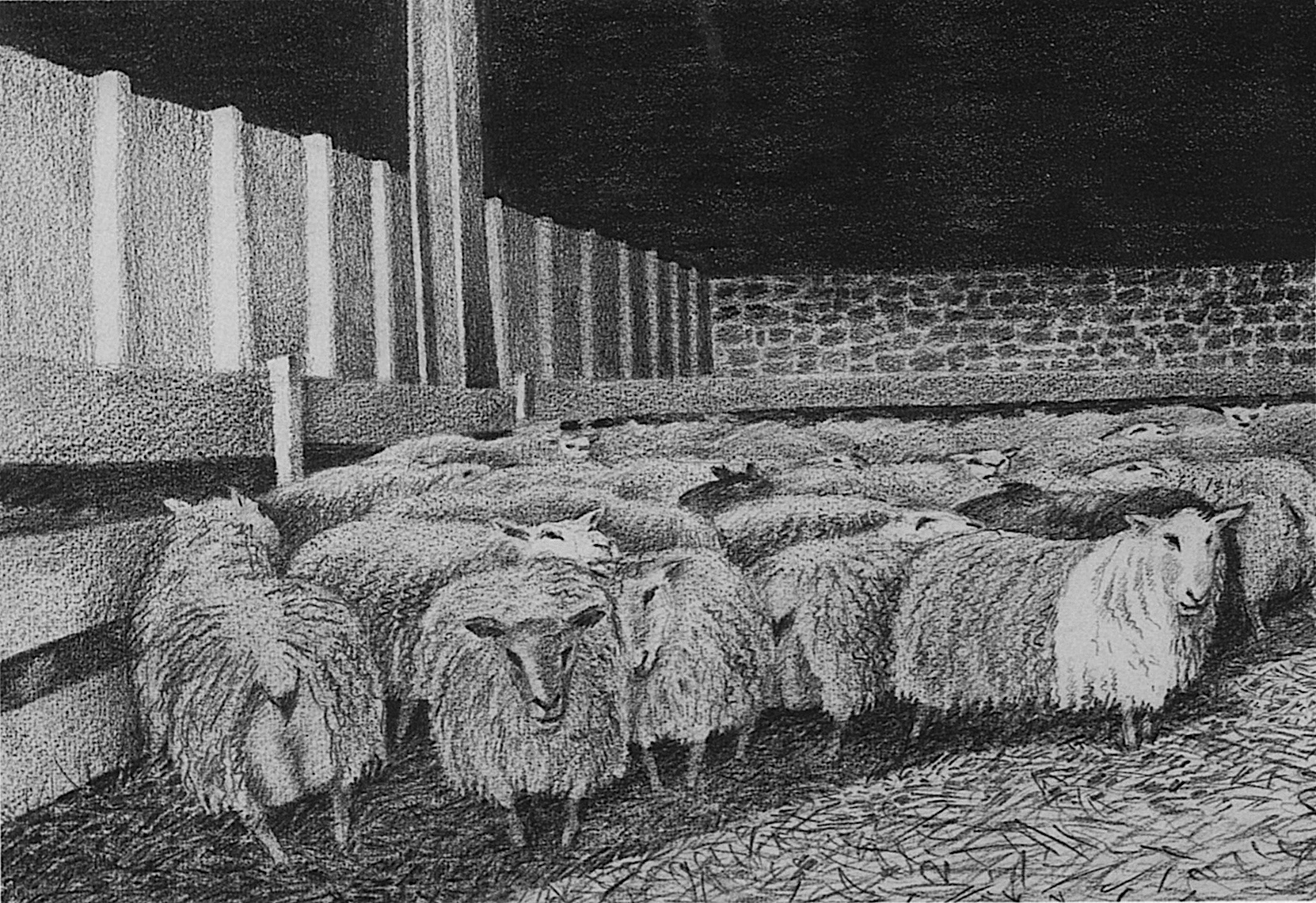 John's flock, pencil