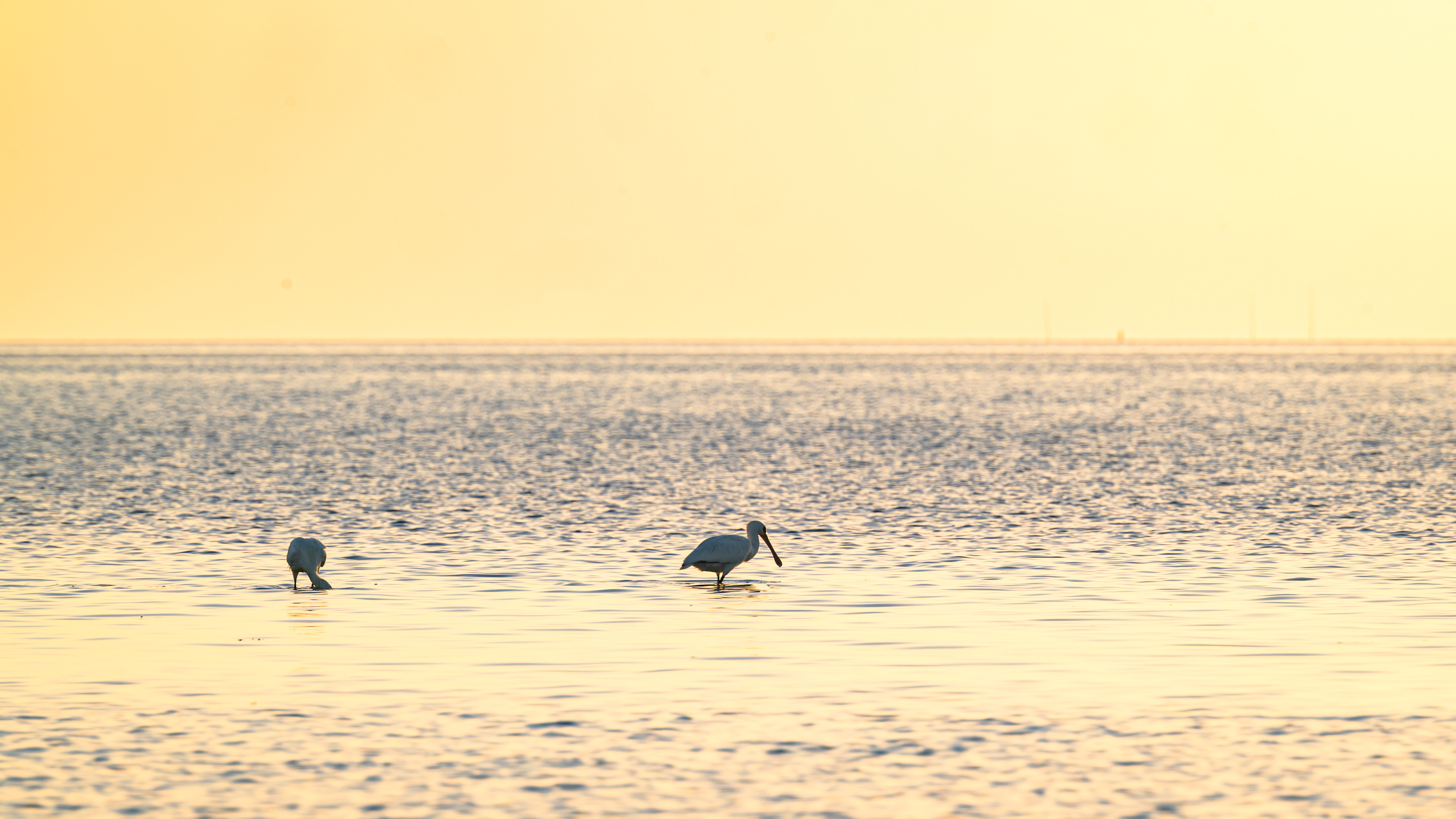 Aan de Waddendijk
