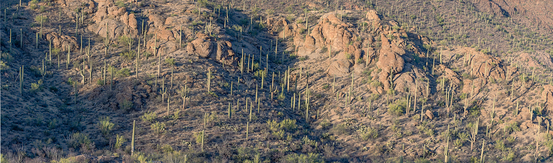 Megapixel image, 8 x 30 ft