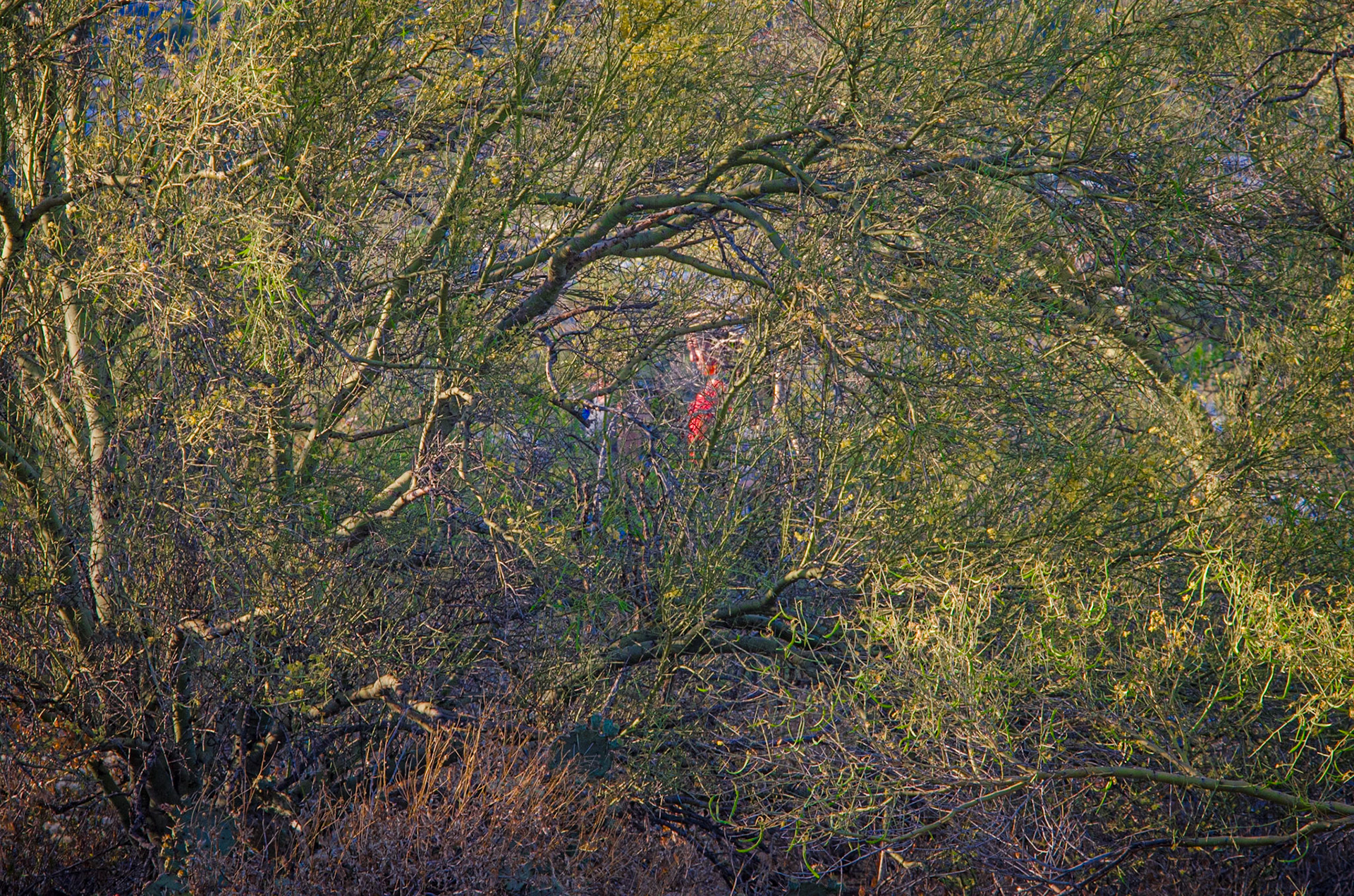 walker thru palo verde foliage