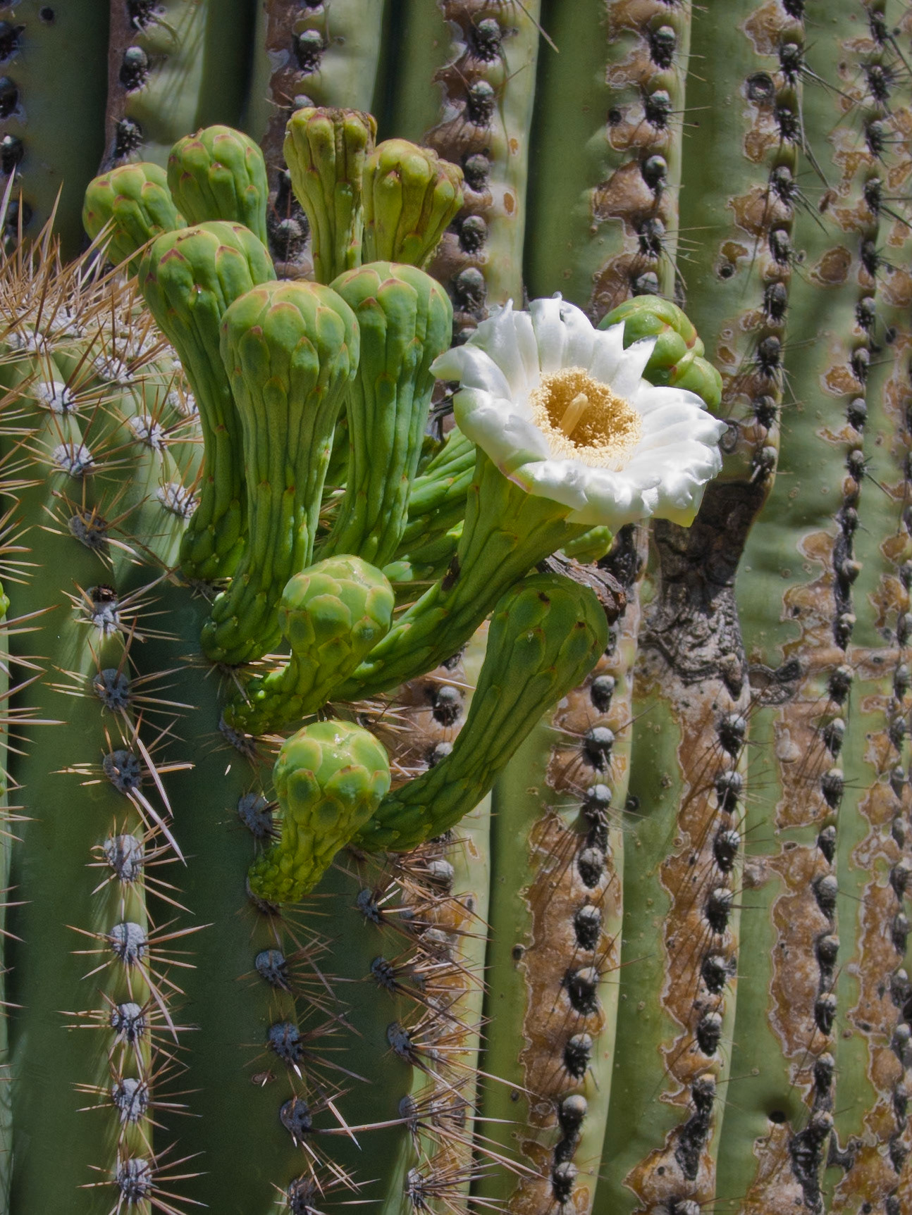 Saguaro Flower, 2012
