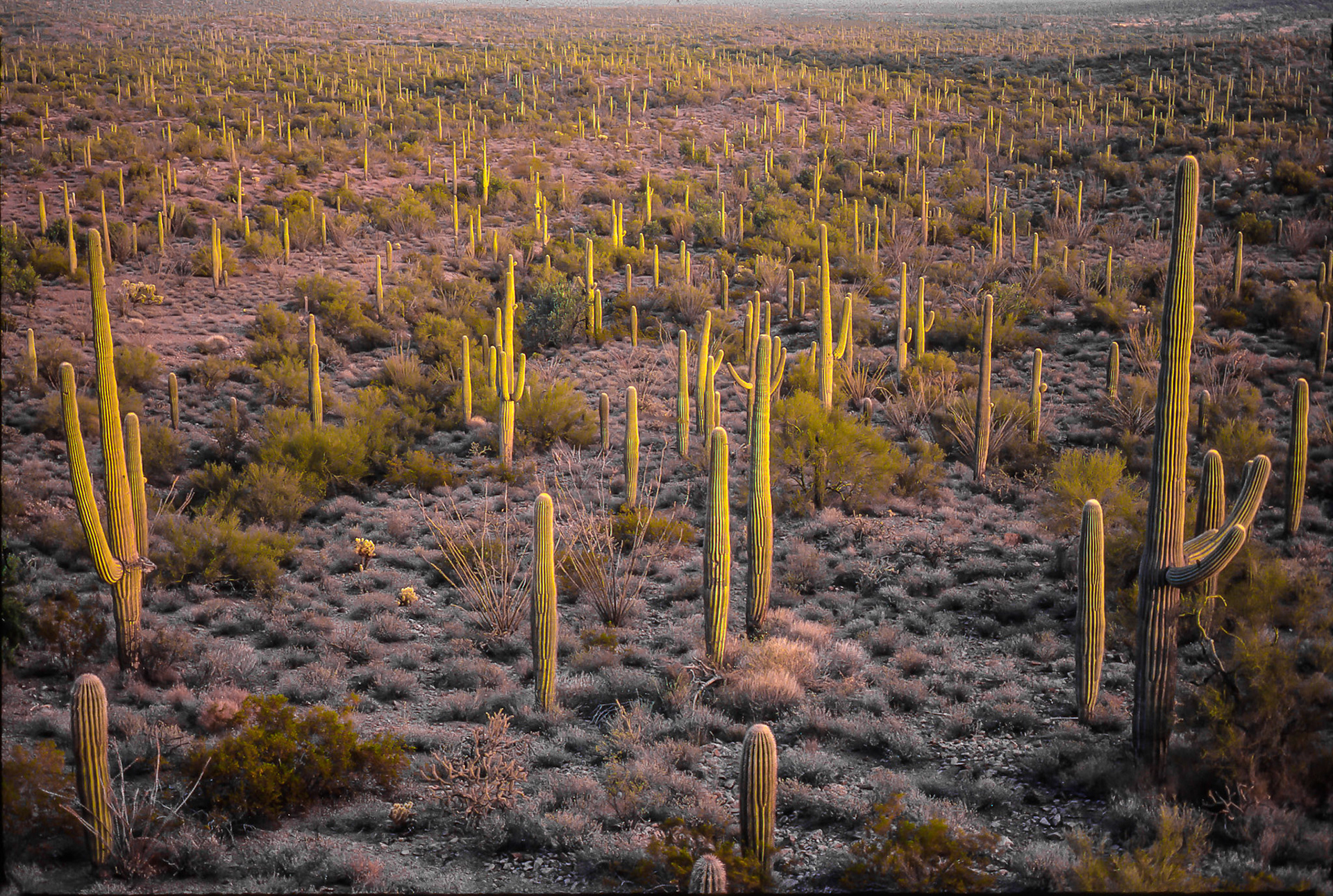 Saguaro Landscape, Sunset