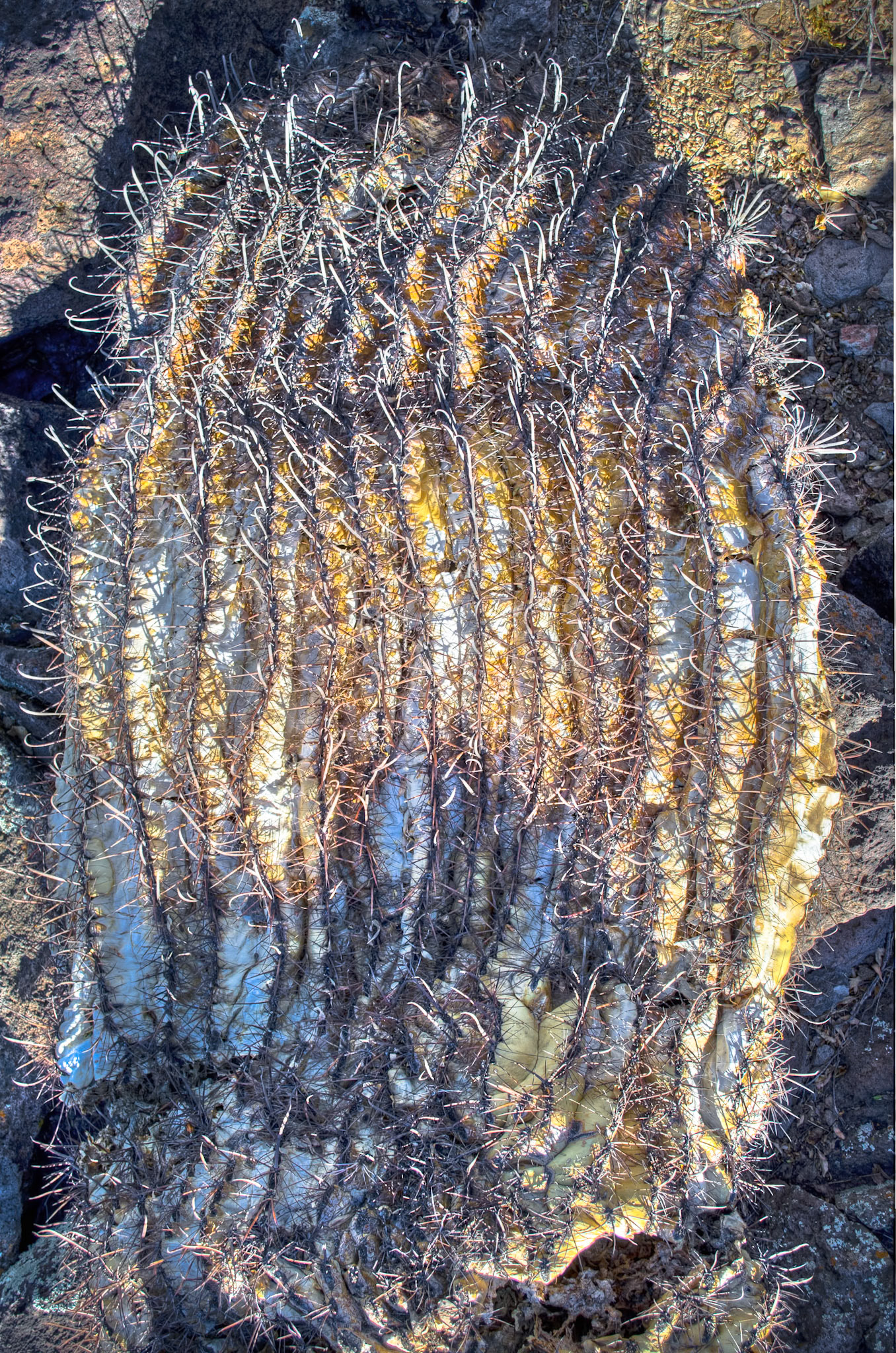 Dead Barrel Cactus