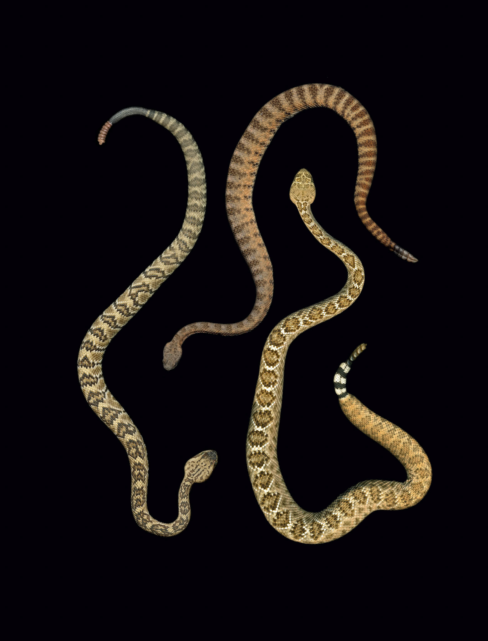 Blacktail, Tiger, and Diamondback rattlesnakes