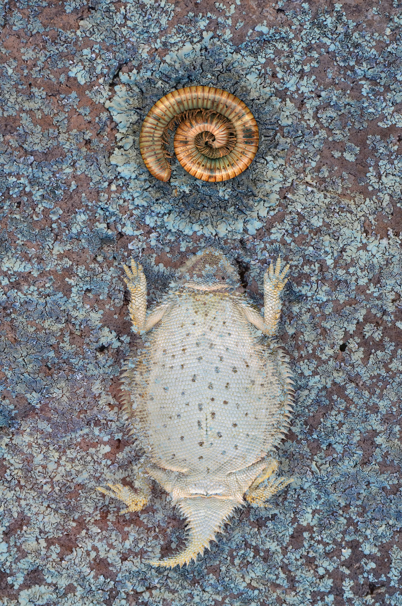 Horned Lizard, Millipede shell, Lichen