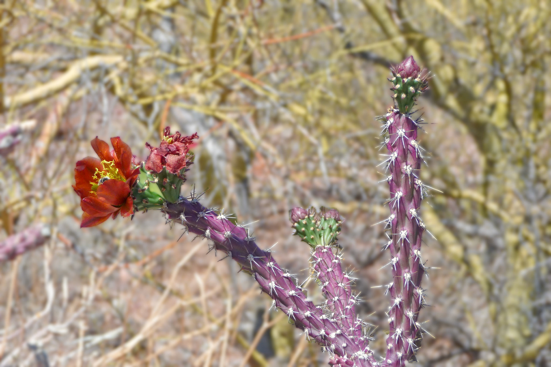 Cholla buds and flowers