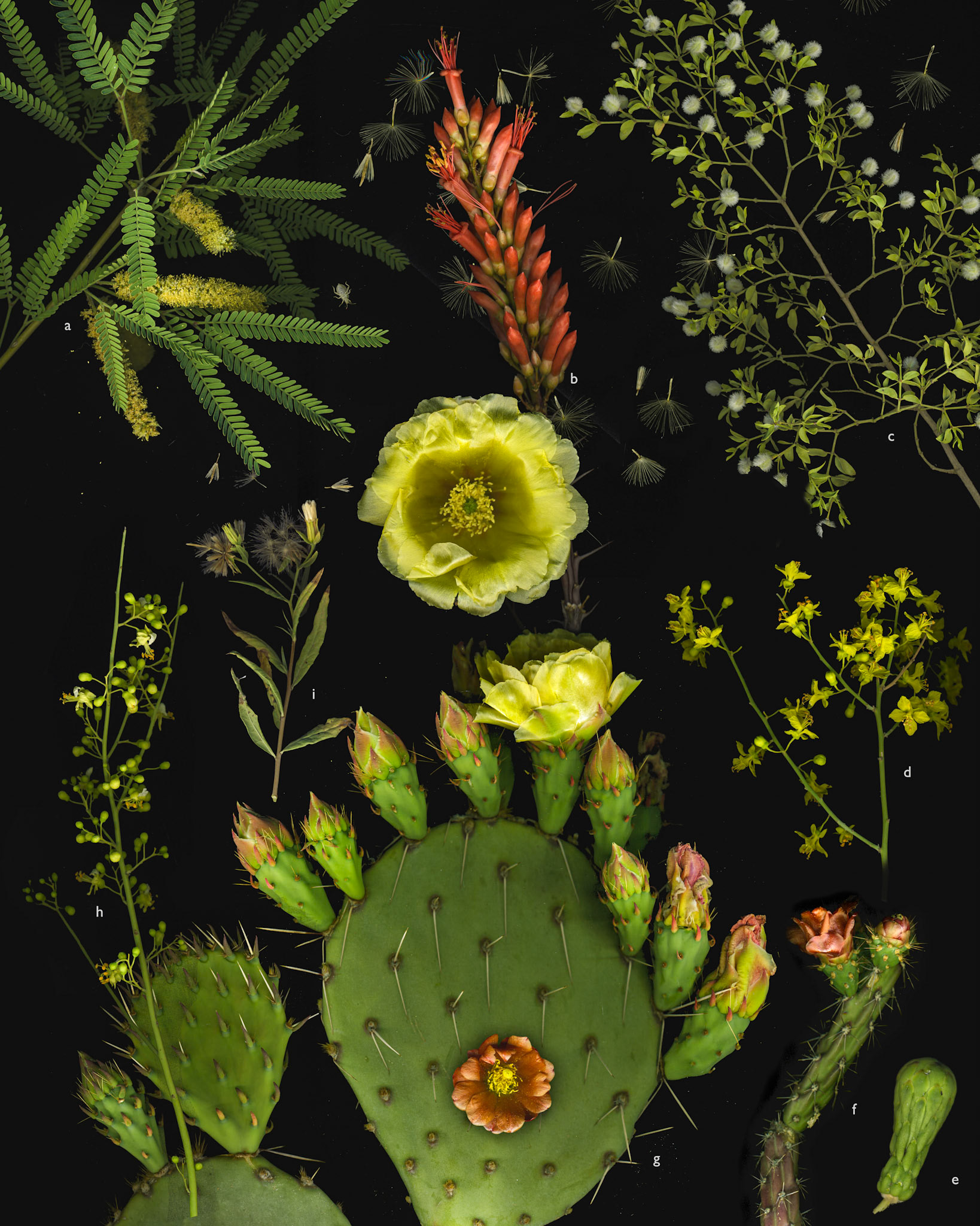 Desert Botanical Collage