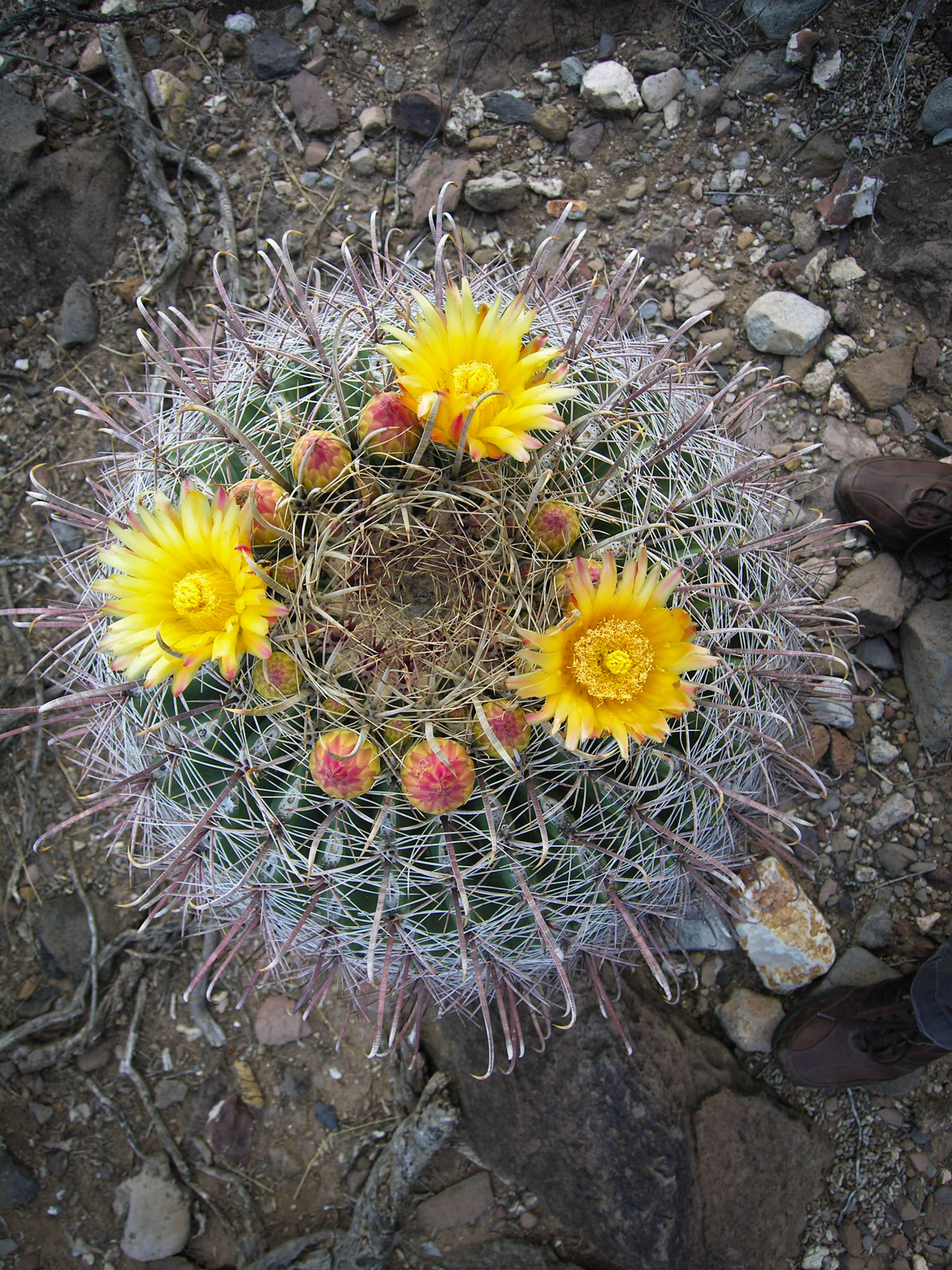 Flowering barrel cactus