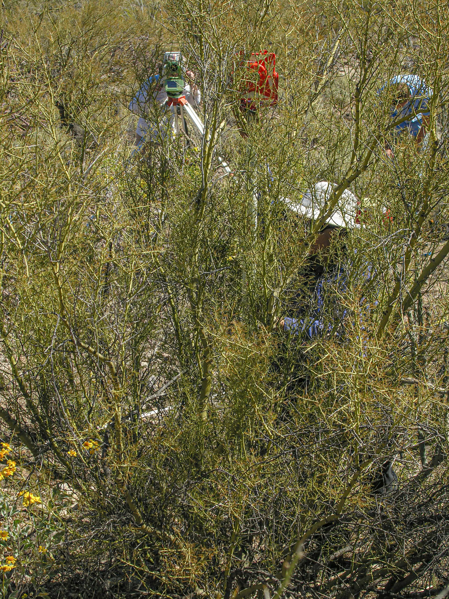 Scientists surveying Spalding Plot 6