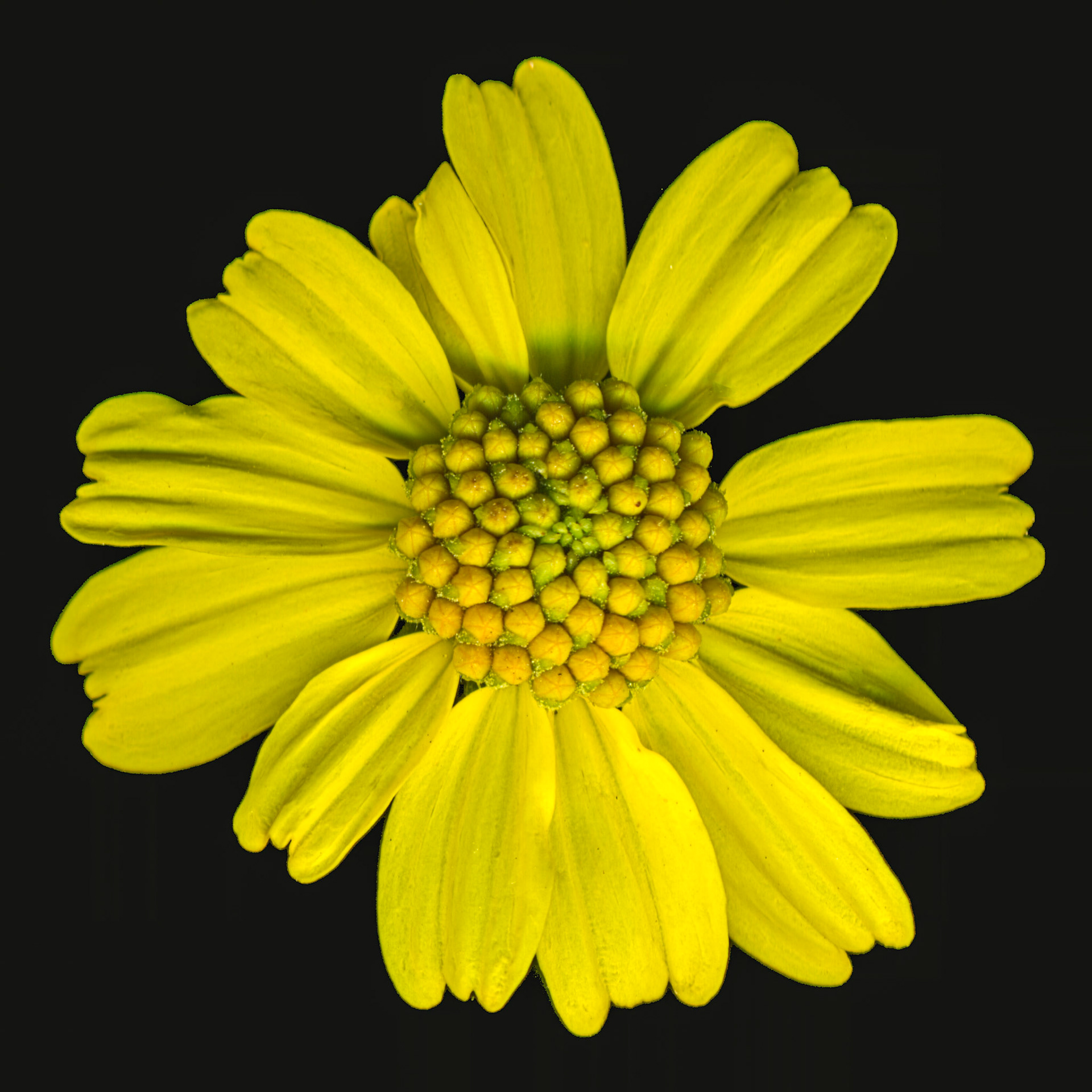 30 x 30 inch megapixel image