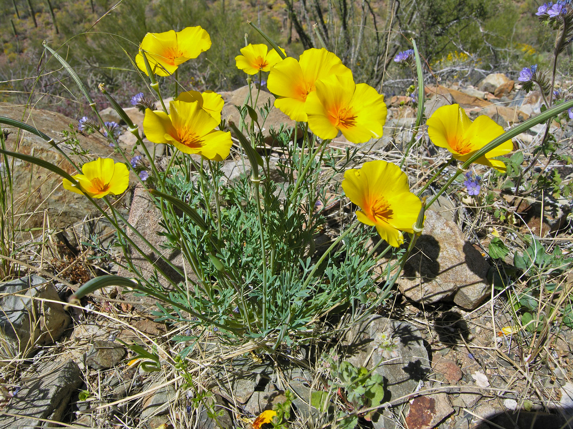 Arizona Poppy, Escholtzia californica