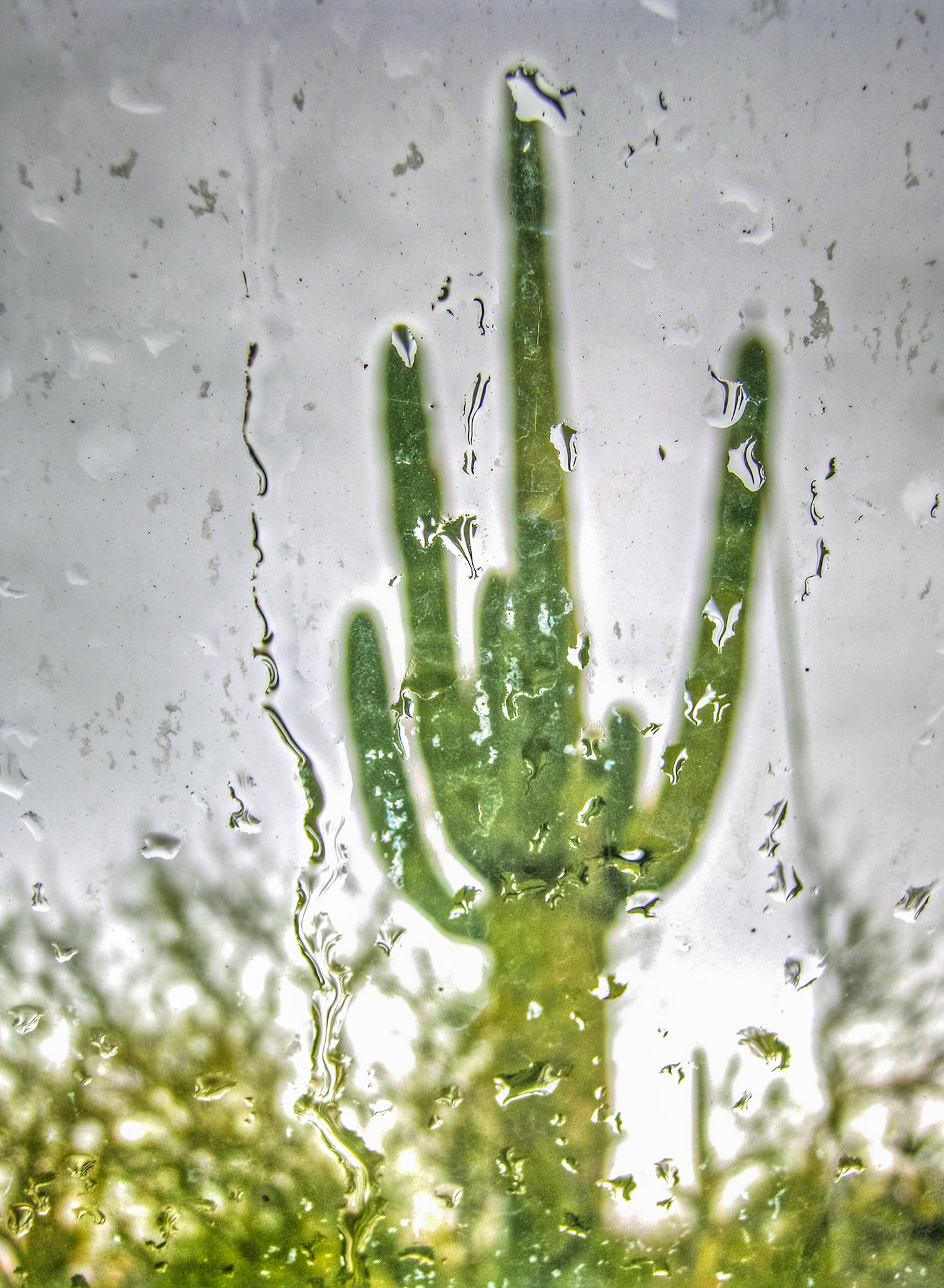 saguaro with rain drops