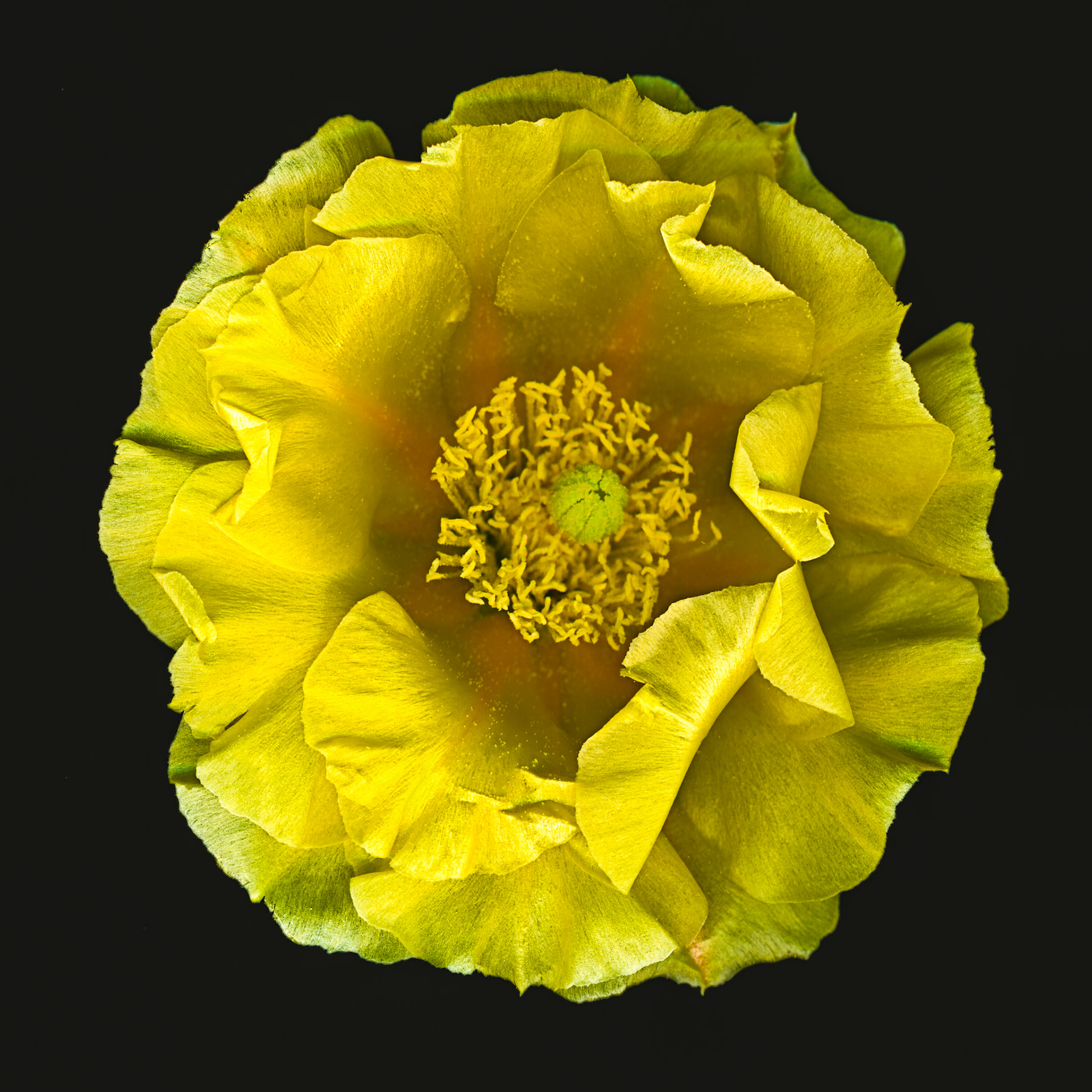 30 x 30 inch megapixel image