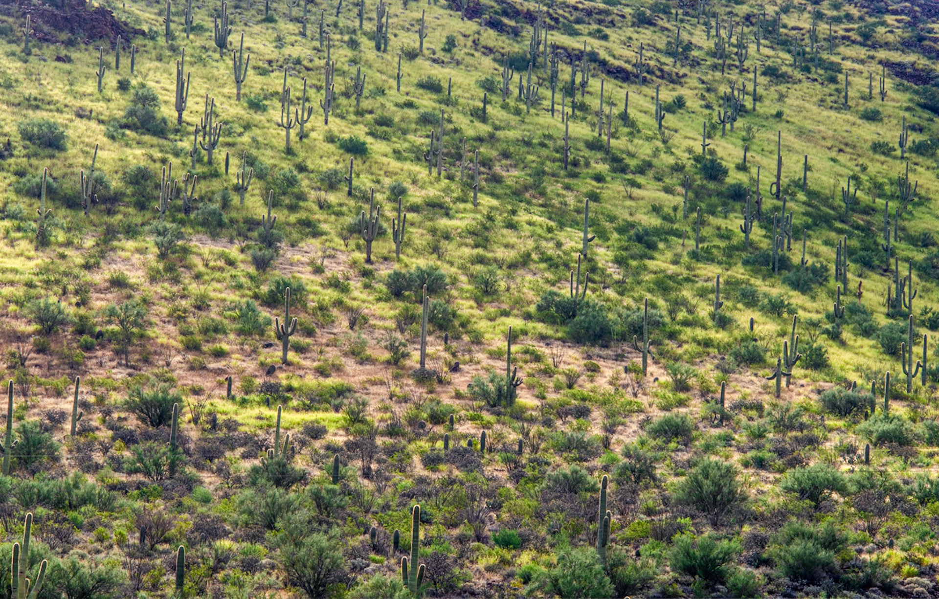 saguaros on western side of hill