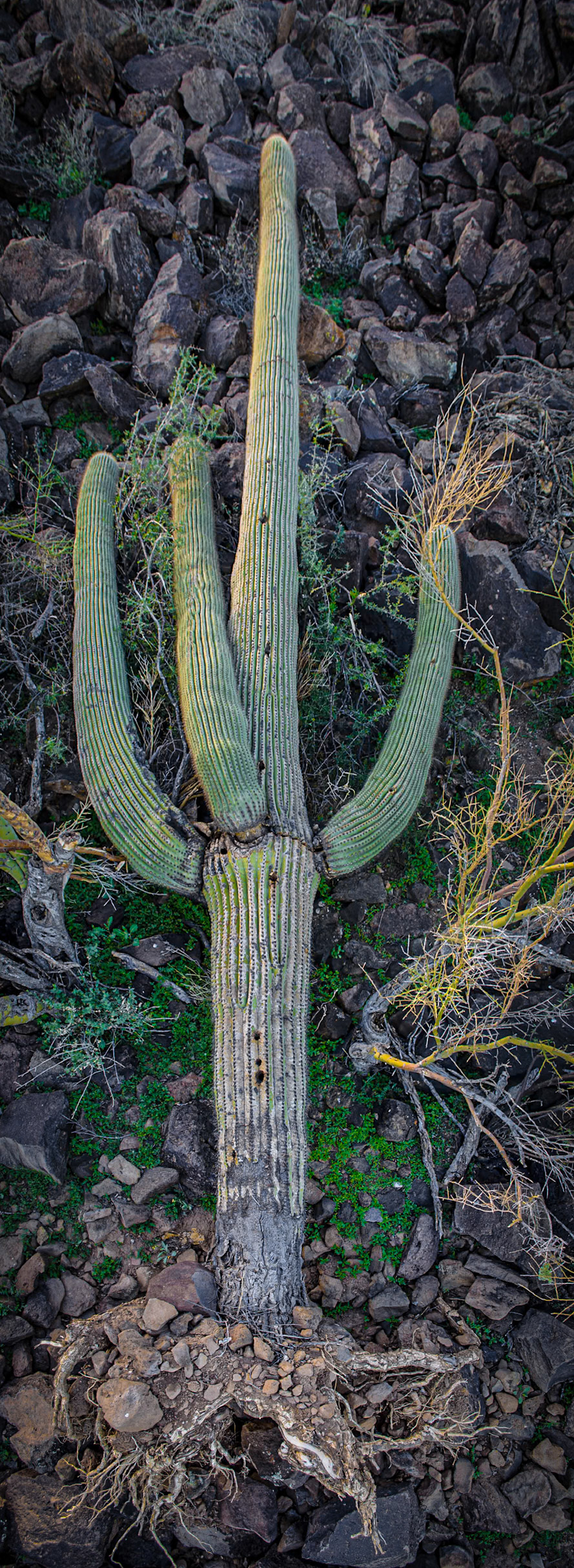 Fallen Saguaro 2
