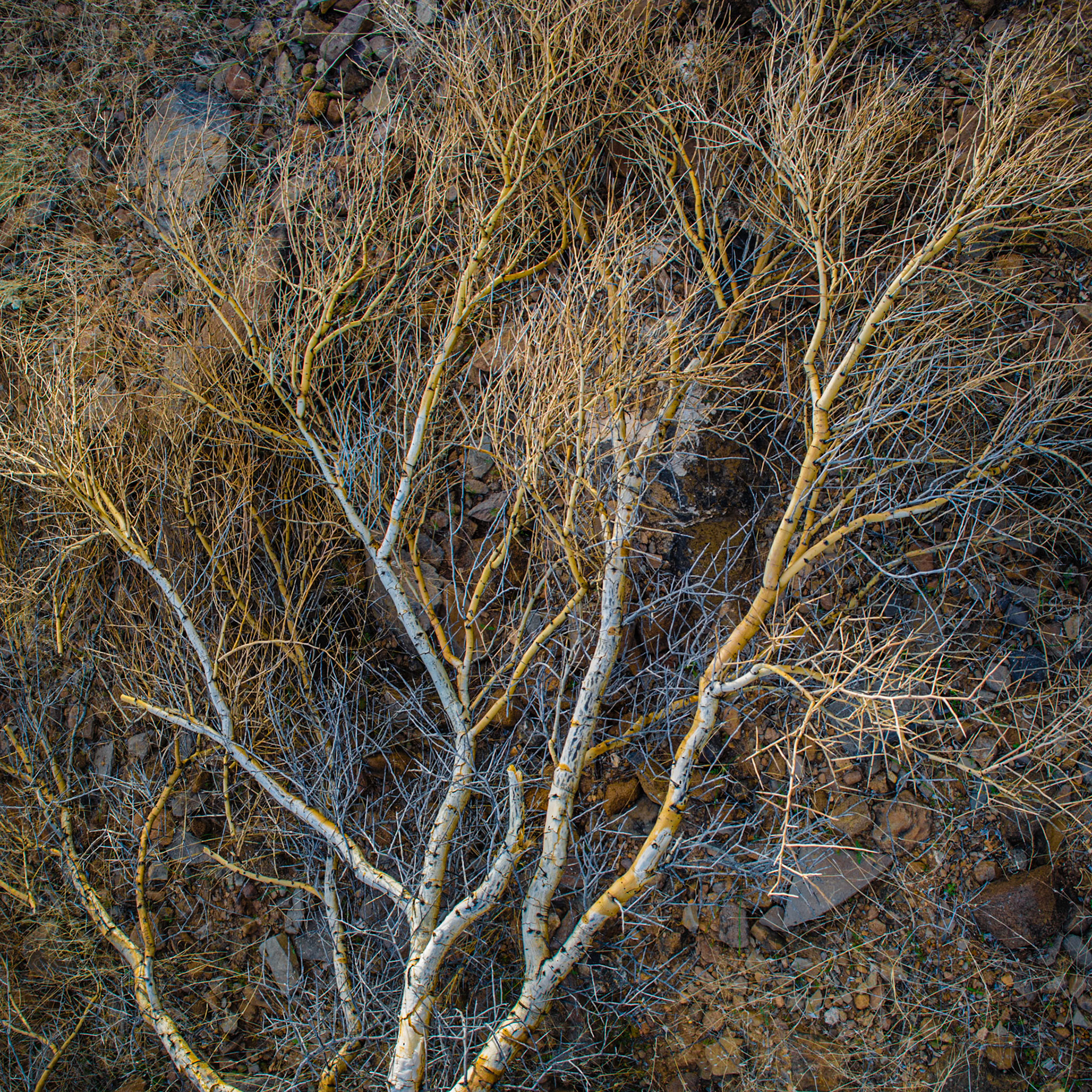 dead-palo-verde
