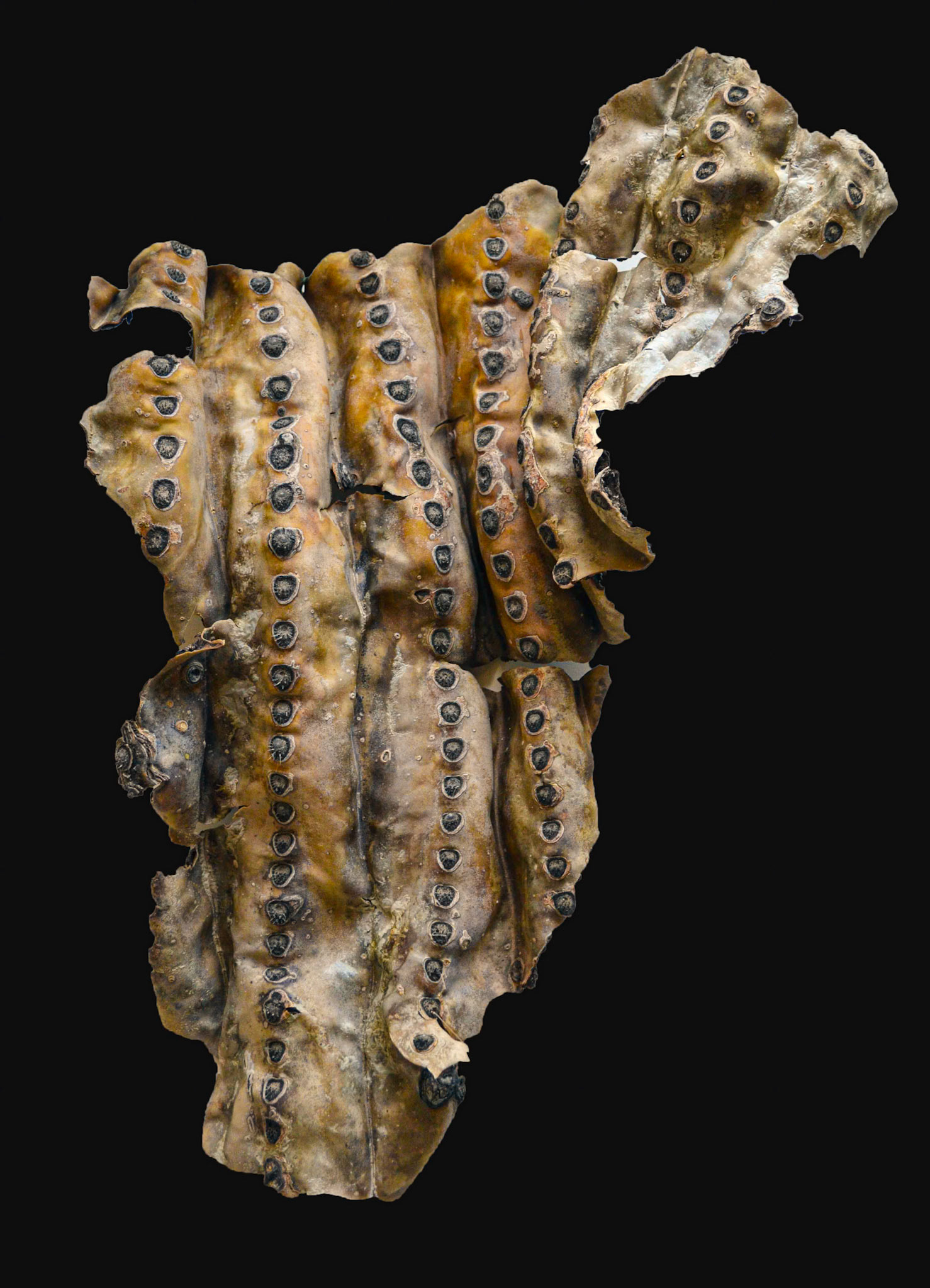 Saguaro Skin