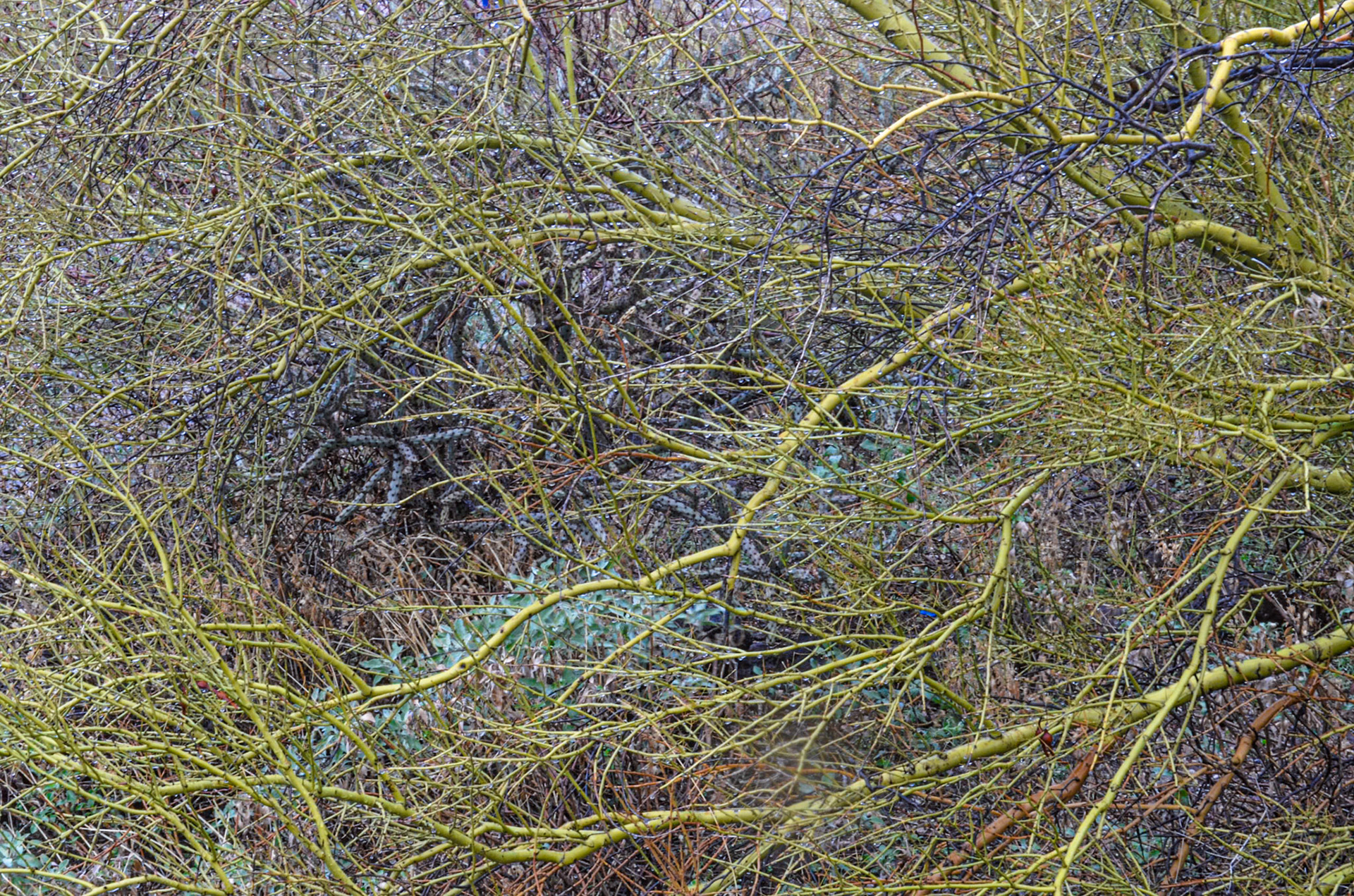 Desert Lab wild garden 3