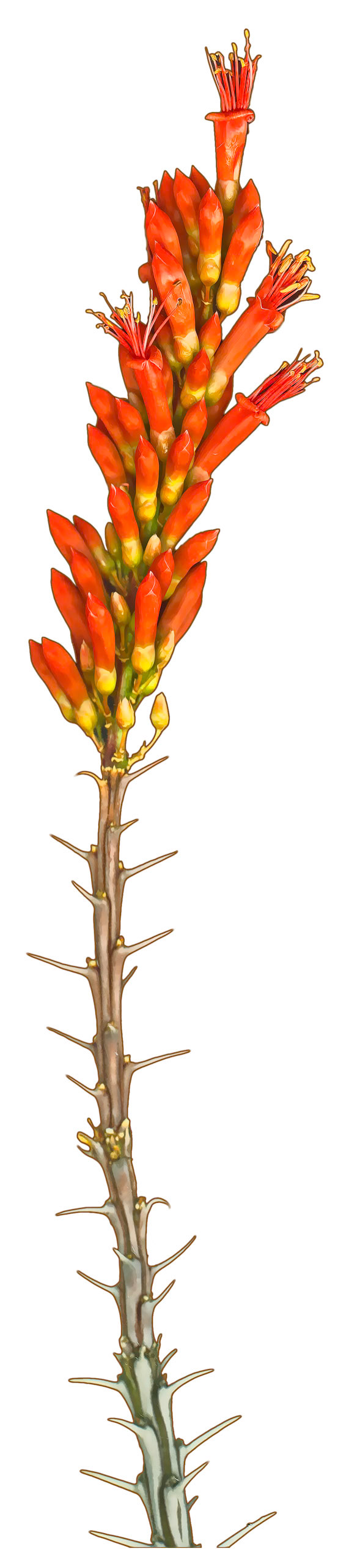 Ocotillo