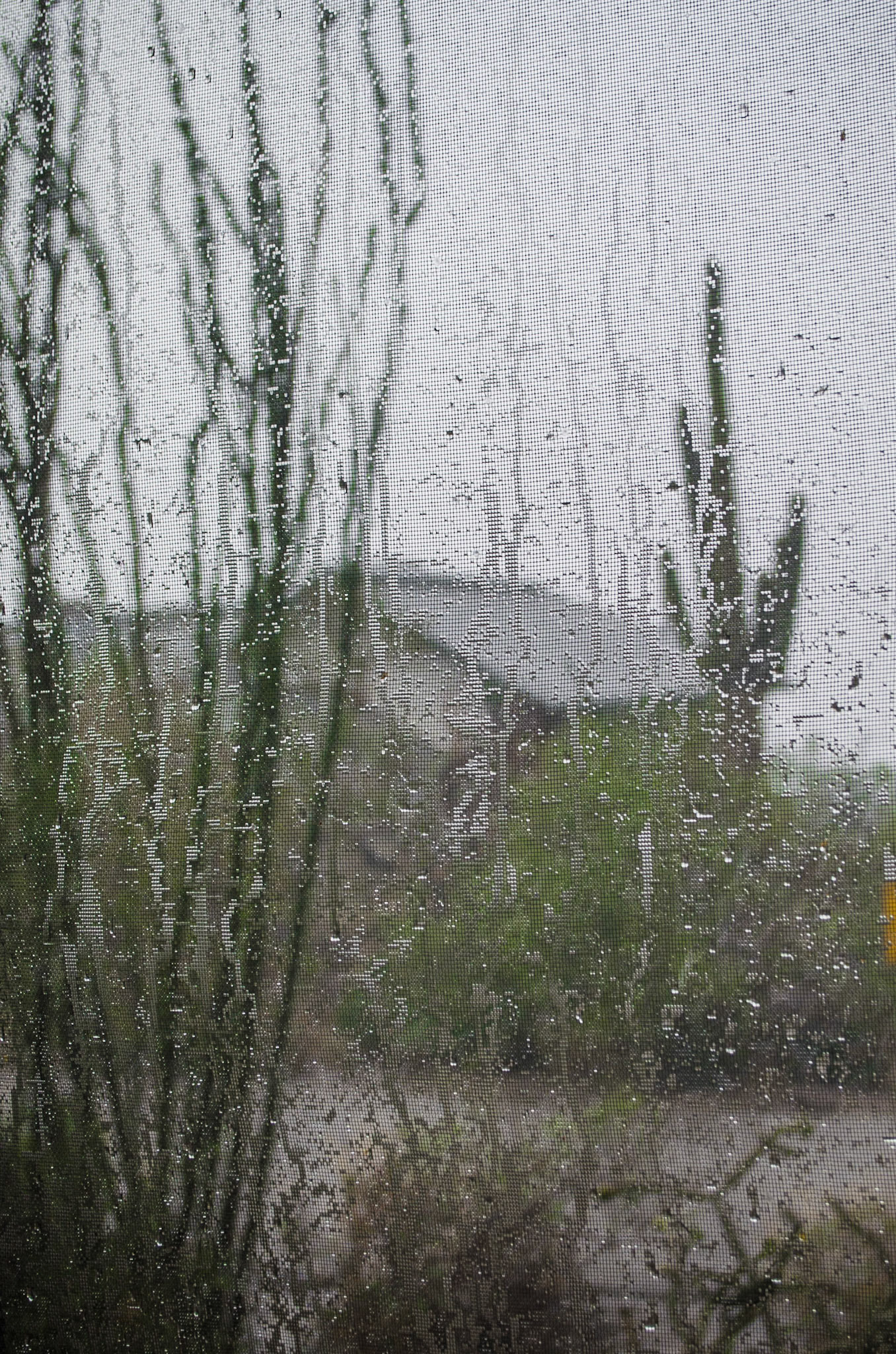 Rain on WIndow Screen