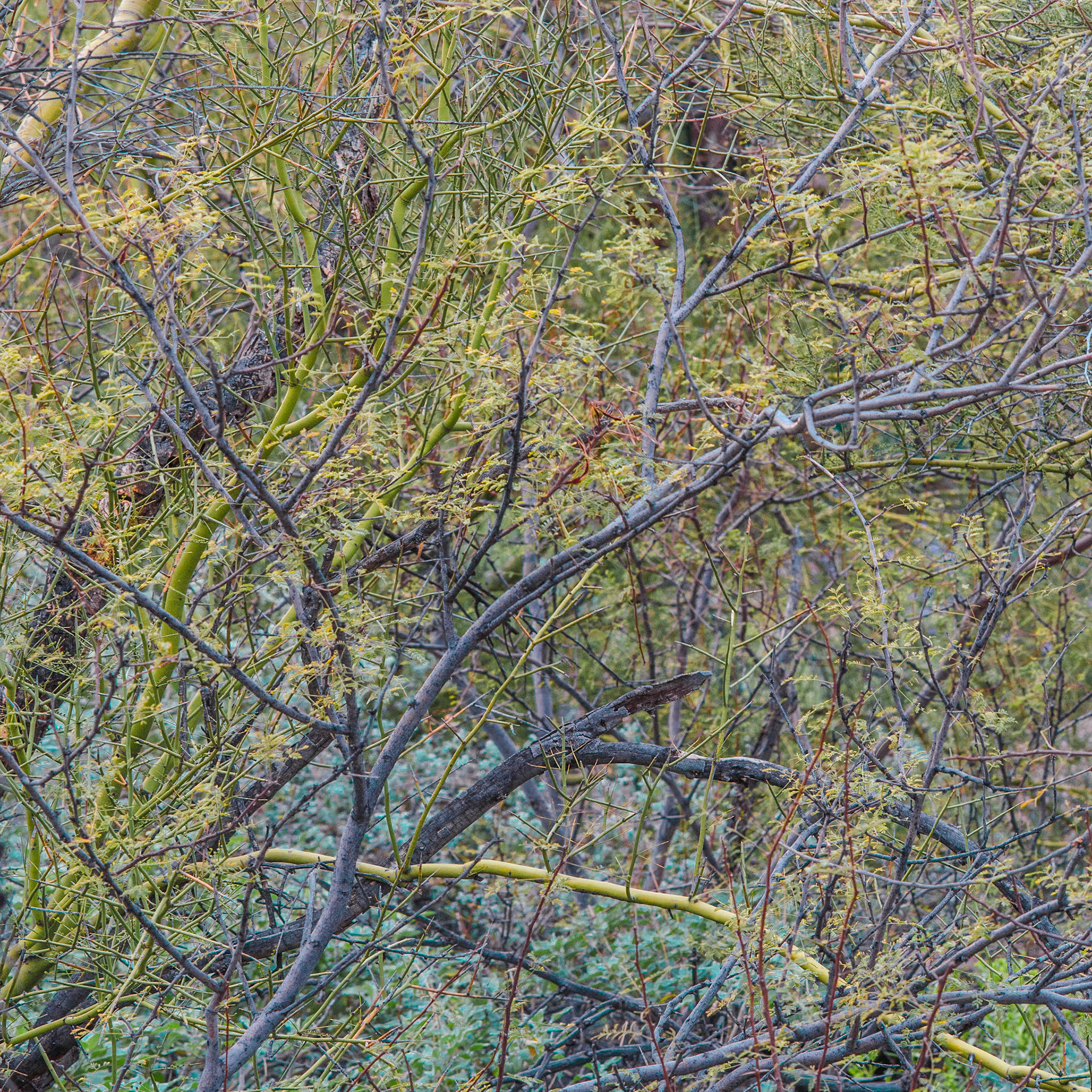 Multiple, Interdependent, and Impermanent