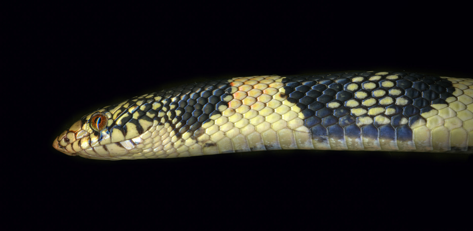 Shovel-nosed Snake