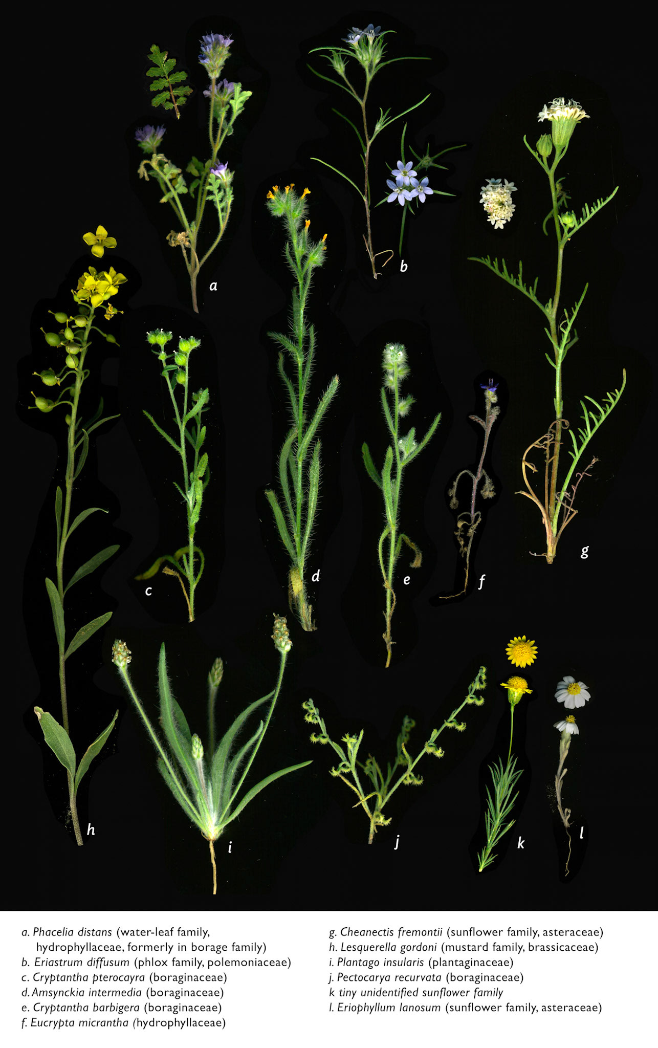 Spring Annuals: Botanical Guide