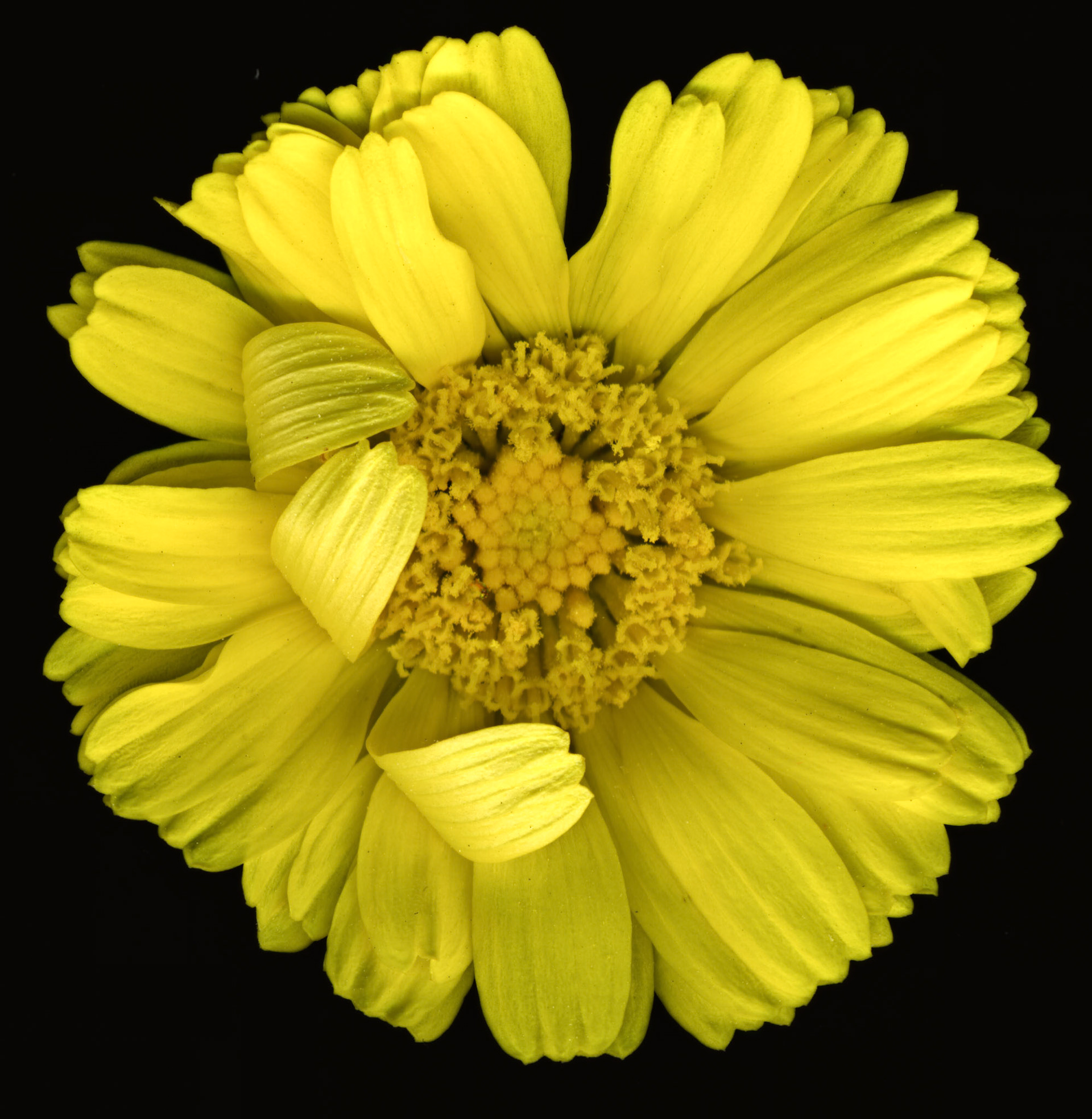 30 x 30 inch megapixel image