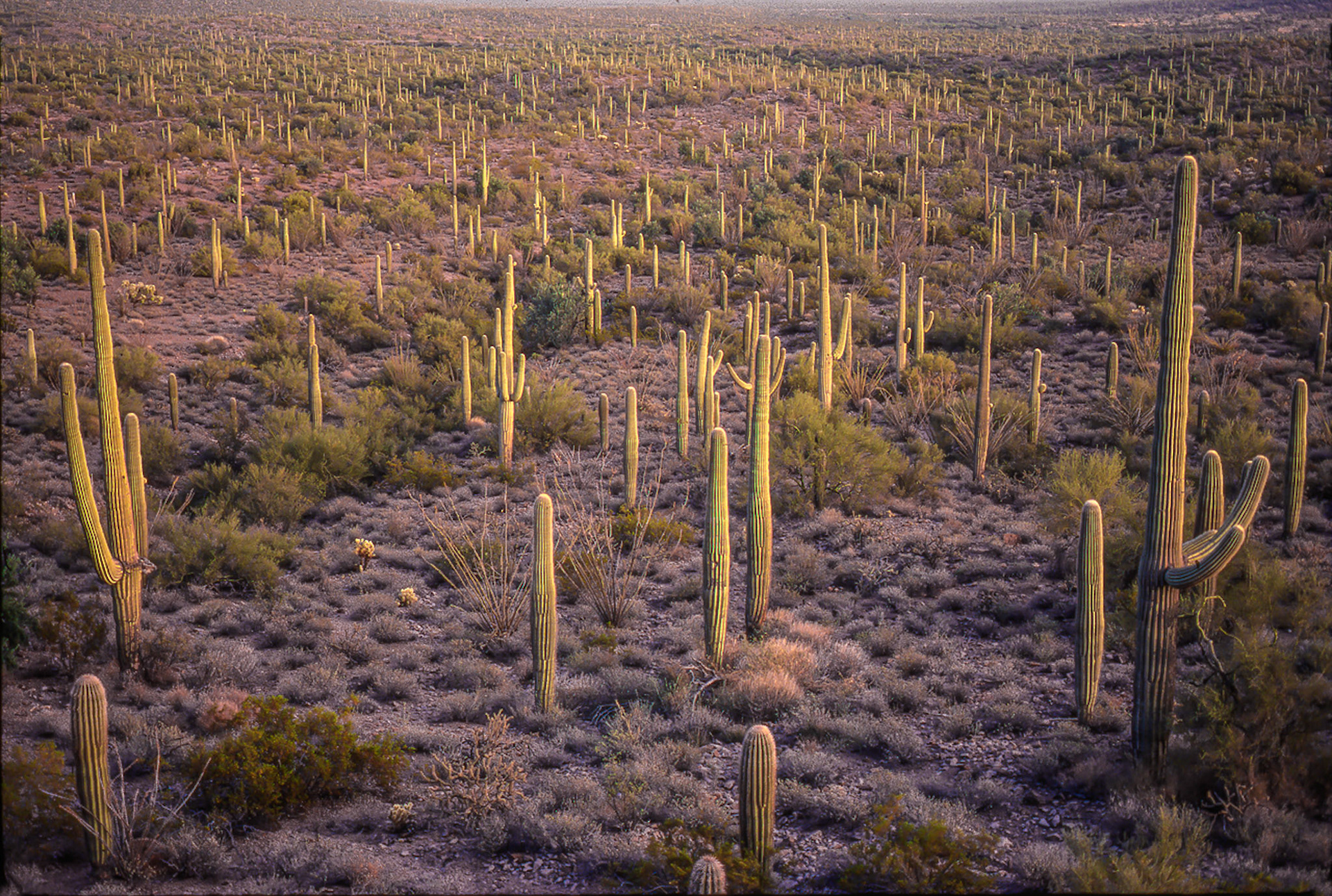 Saguaro Landscape, Sunset