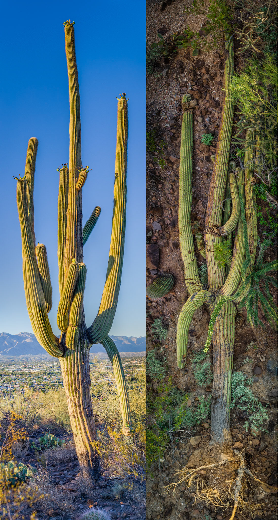Saguaro live and fallen
