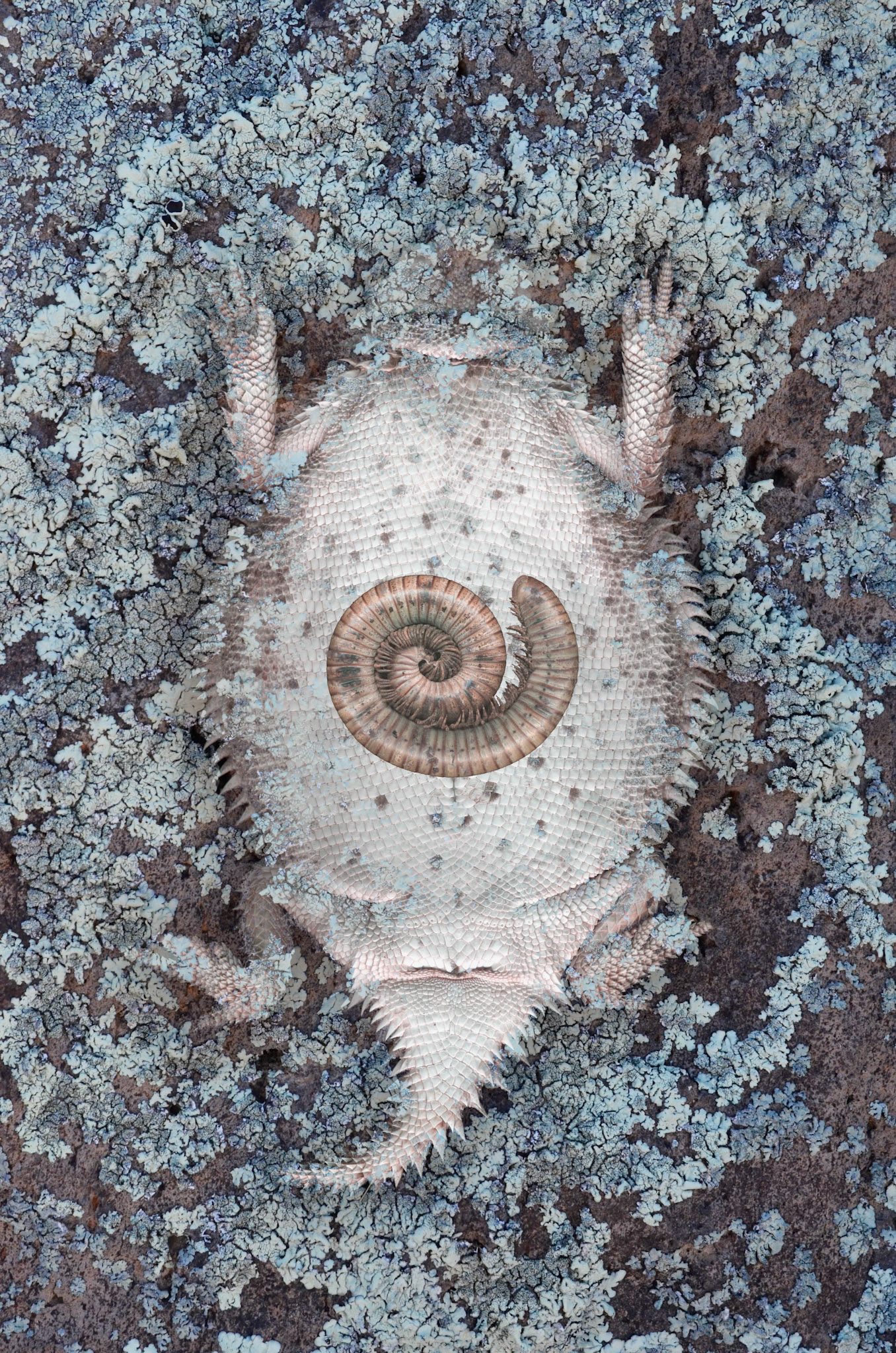 Horned Lizard, Lichen, and Millipede Shell