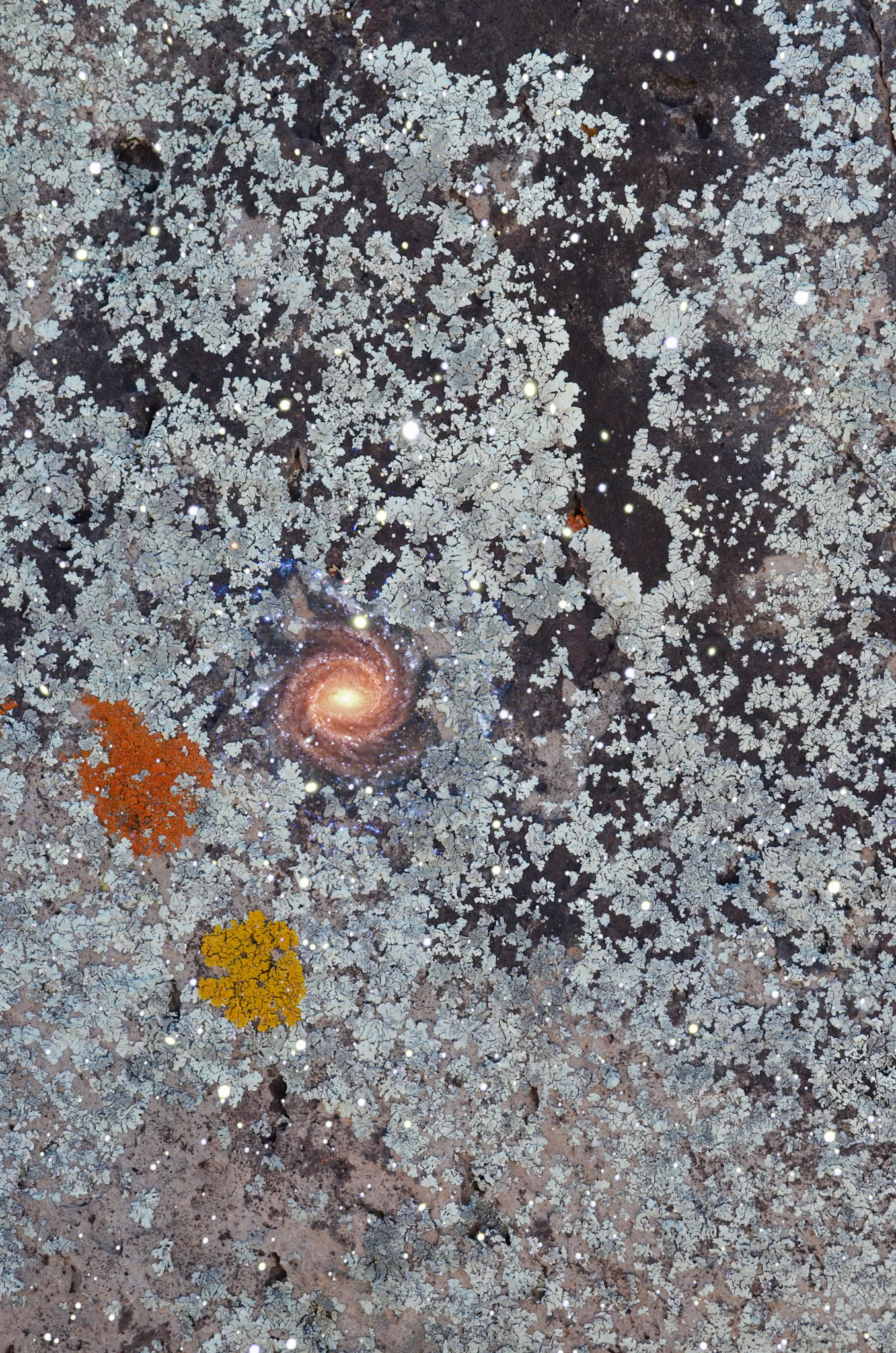 Lichen and Galaxy