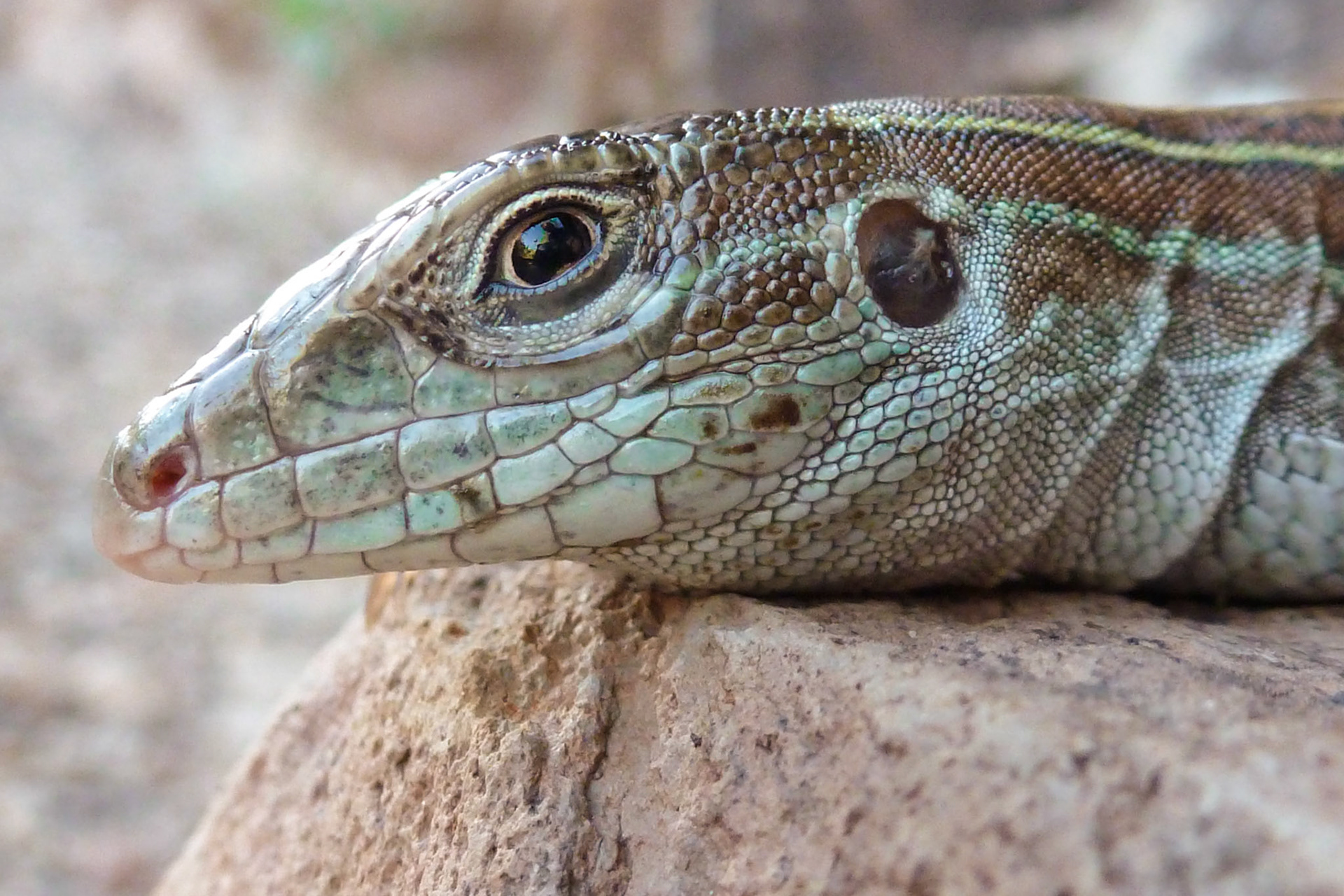 Lizard Portrait