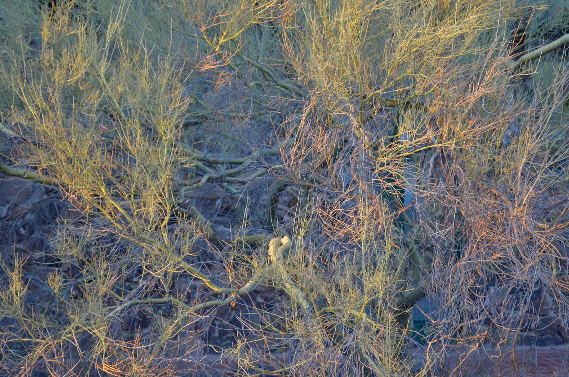 Desert Lab wild garden 2