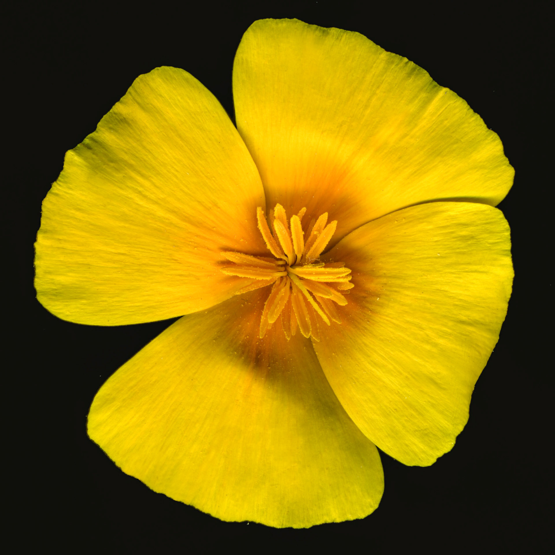 30 x 30 inch megapixel image