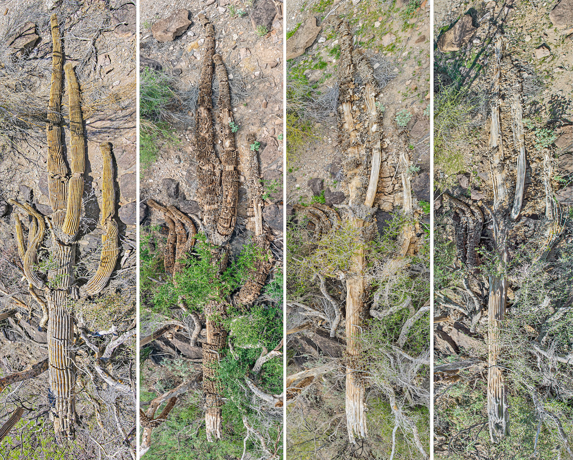 Master layers for dead saguaro series