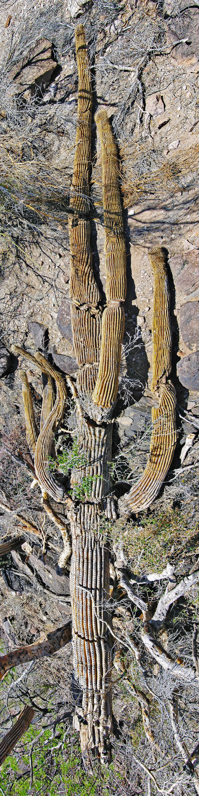 Dead Saguaro, 2012
