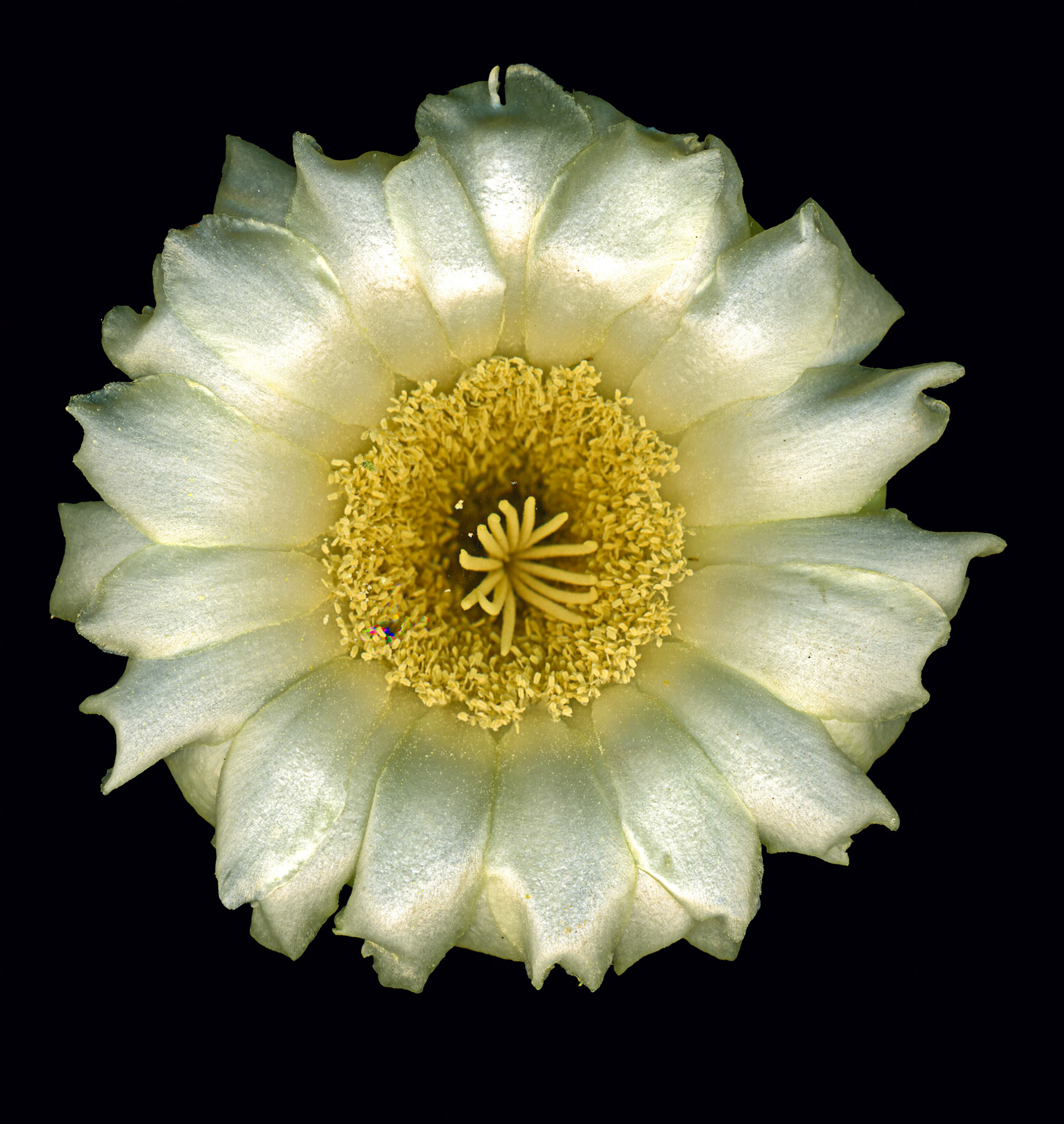 megapixel, 30 x 30 inch