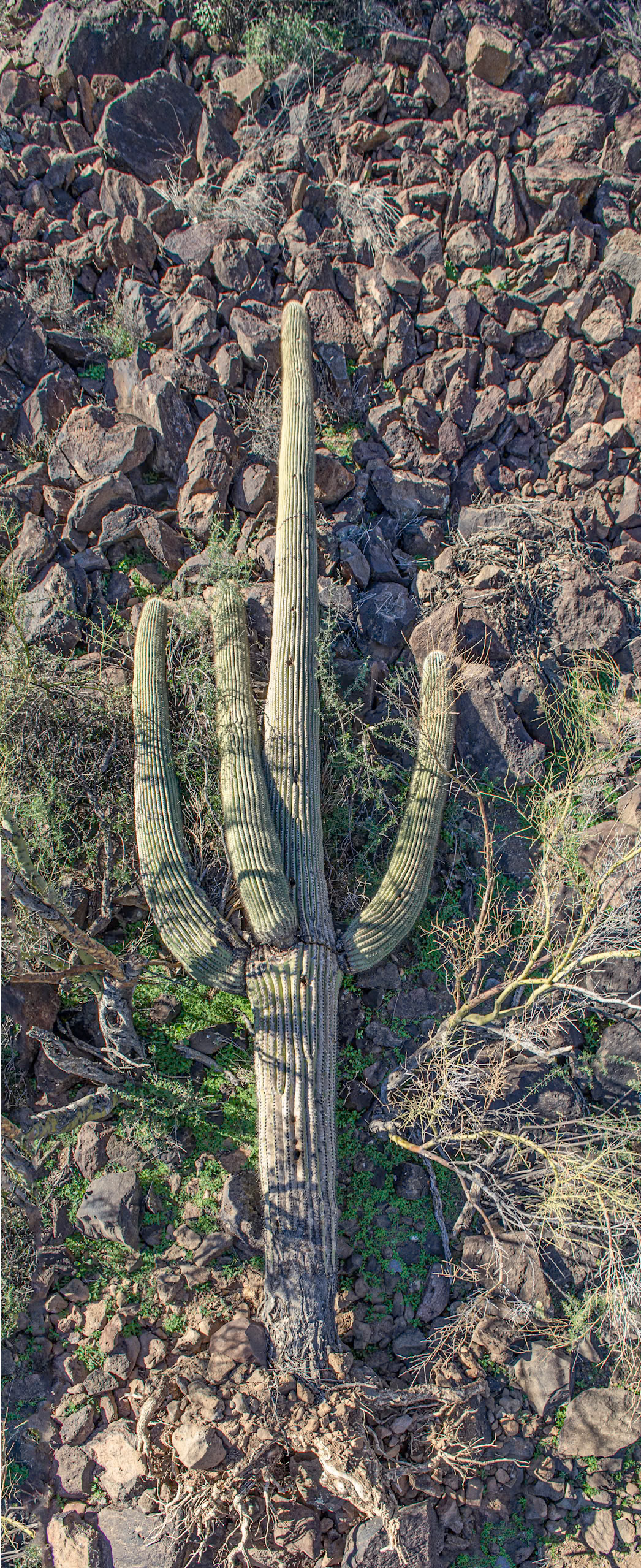Fallen Saguaro Decay series, 2011-20131