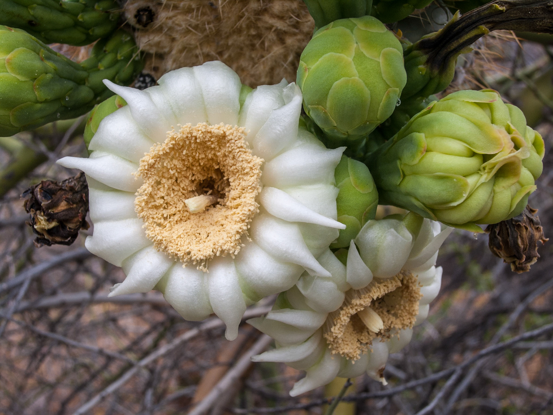 Saguaro Flowes and Budsr, 2012