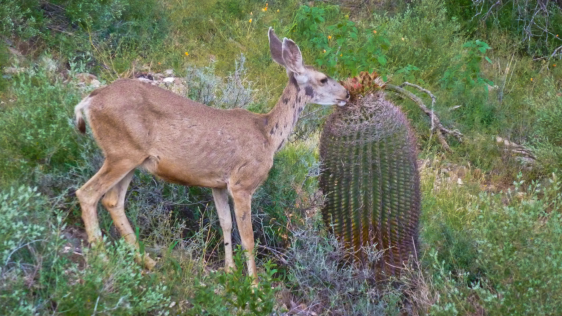 Mule Deer
