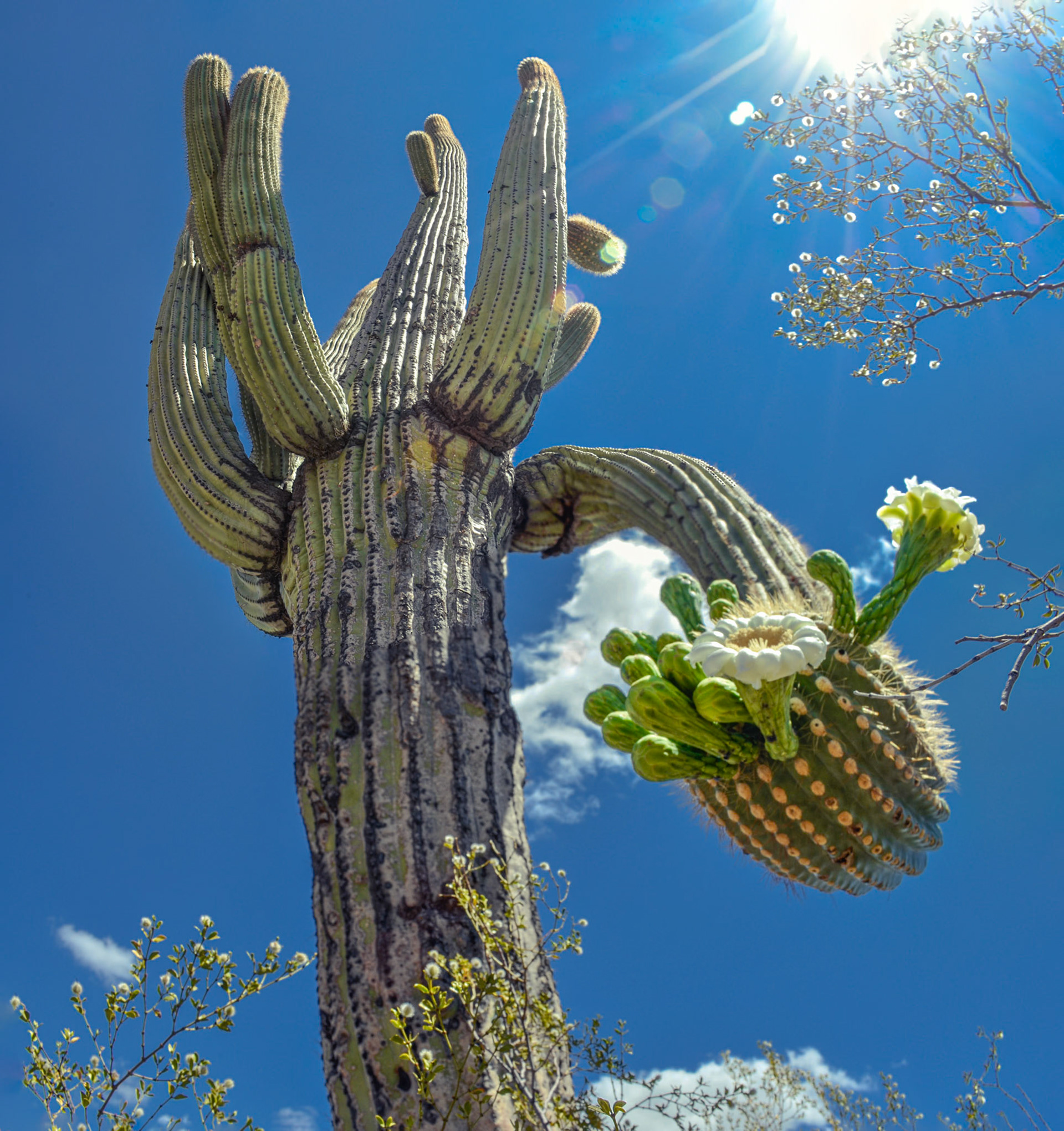 Type plant for saguaro Genome project #5