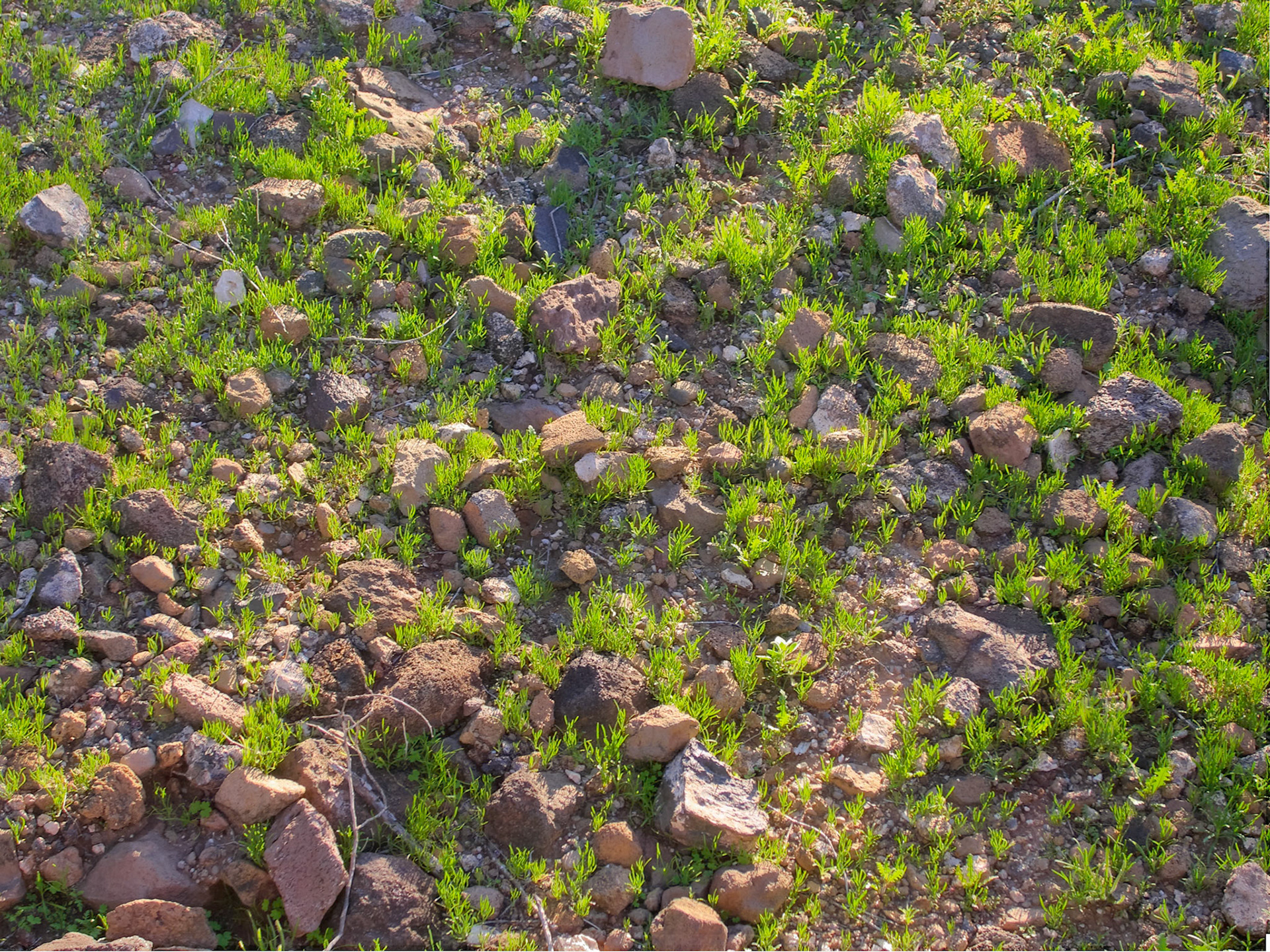 Monsoon Seedlings