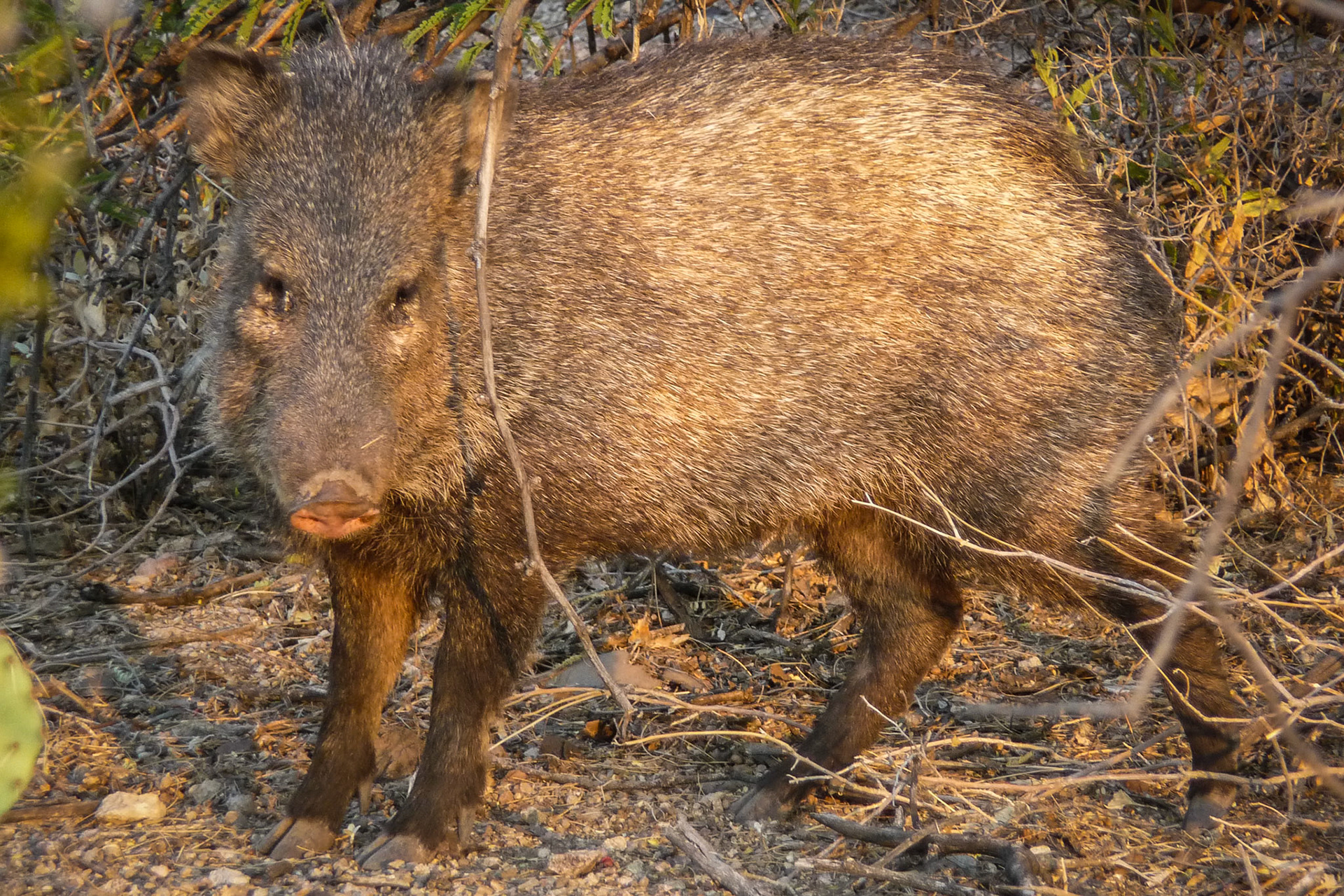 Javelina