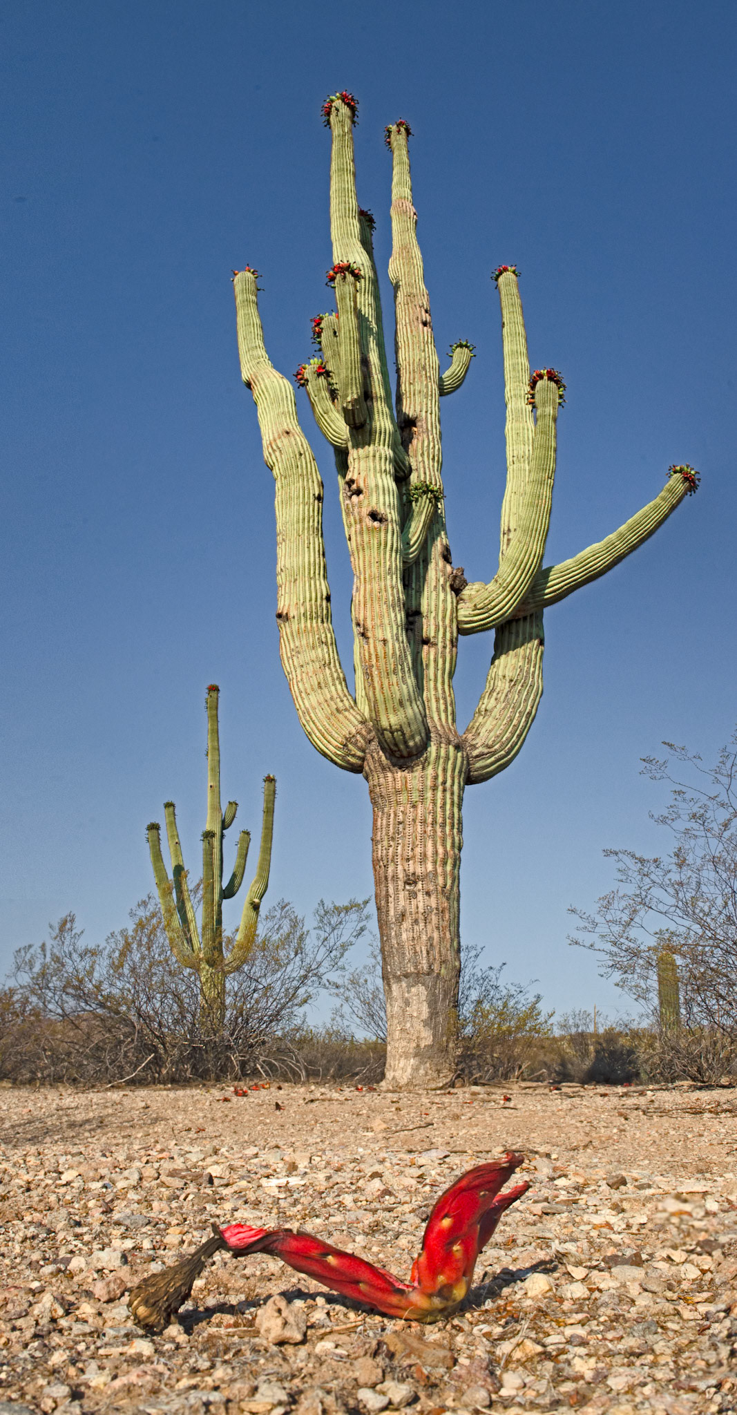 Saguaro Fruit, June 2012
